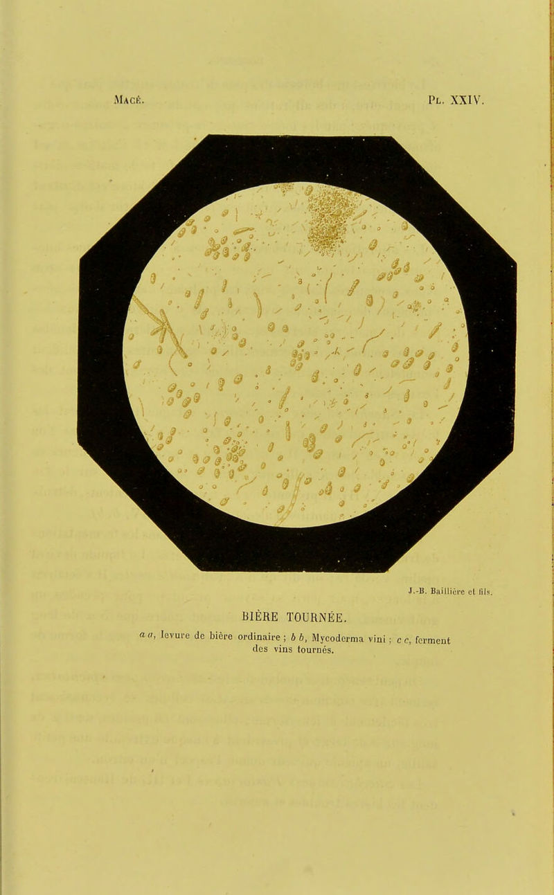 J.-B. Baillicre et llls. BIÈRE TOURNÉE. a a, levui-e de bière ordinaire ; b b, Mycoderma vini ; ce, ferment des vins tournés.