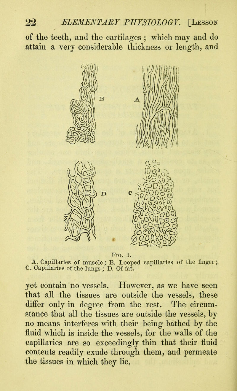 of the teeth, and the cartilages ; which may and do attain a very considerable thickness or length, and Fig. 3. A. Capillaries of muscle; B. Looped capillaries of the finger;. C. Capillaries of the lungs ; D. Of fat. yet contain no vessels. However, as we have seen that all the tissues are outside the vessels, these differ only in degree from the rest. The circum- stance that all tlie tissues are outside the vessels, by no means interferes with their being bathed by the fluid which is inside the vessels, for the walls of the capillaries are so exceedingly thin that their fluid contents readily exude through them, and permeate the tissues in which they lie.