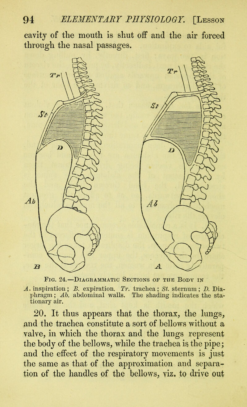 cavity of the mouth is shut off and the air forced through the nasal passages. Fig. 24.—Diagrammatic Sections of the Body in ^.inspiration; B. expiration. Tr. trachea; St sternum; D. Dia- phragm ; Ab. abdominal walls. The shading indicates the sta- tionary air. 20. It thus appears that the thorax, the lungs, and the trachea constitute a sort of bellows without a valve, in which the thorax and the lungs represent the body of the bellows, while the trachea is the pipe; and the effect of the respiratory movements is just the same as that of the approximation and separa- tion of the handles of the bellows, viz. to drive out