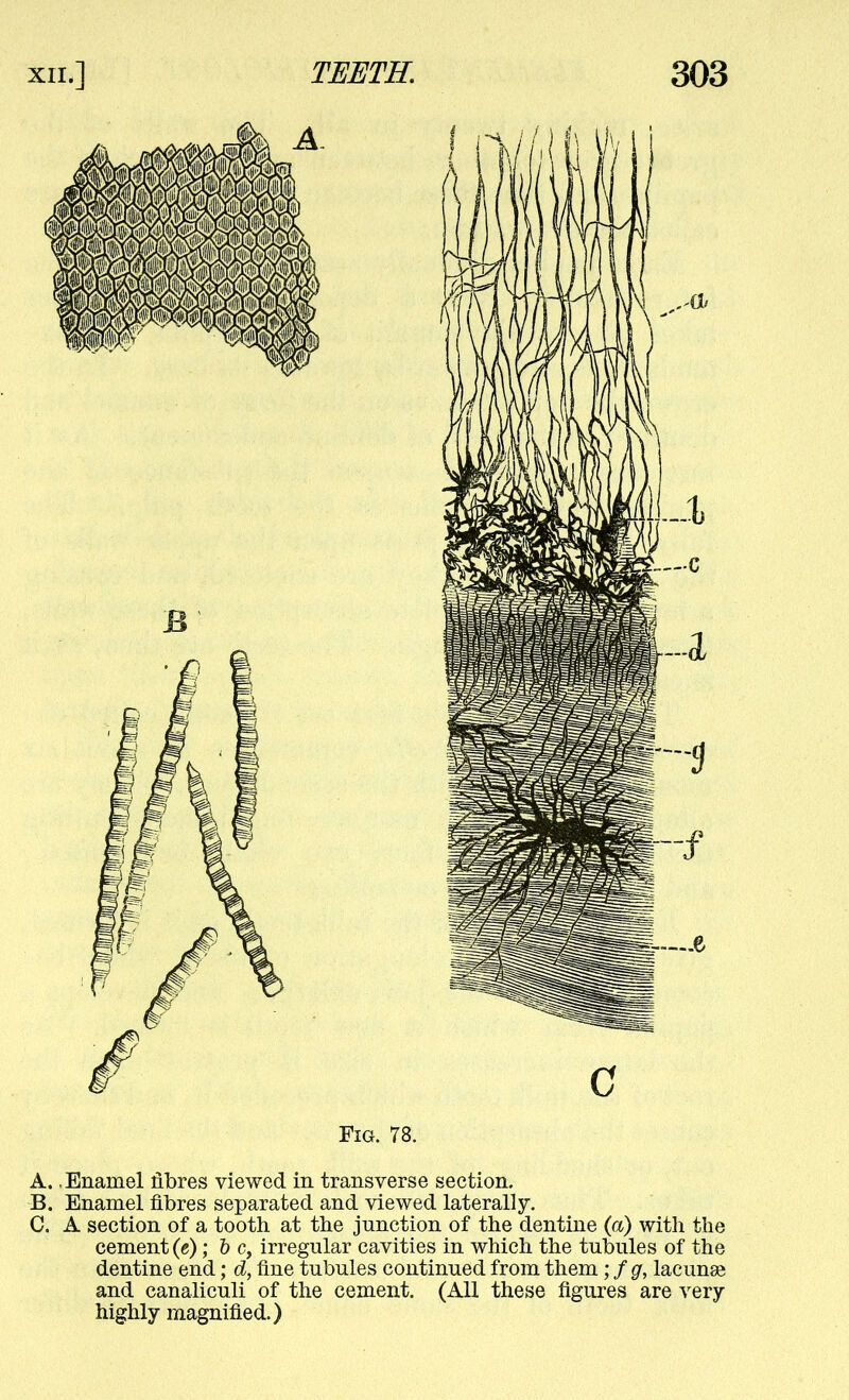 Fig. 78. A. .Enamel fibres viewed in transverse section. B. Enamel fibres separated and viewed laterally. C. A section of a tooth at tlie junction of the dentine (a) with the cement (e); h c, irregular cavities in which the tubules of the dentine end; d, fine tubules continued from them ; / g, lacunae and canaliculi of the cement. (All these figures are very highly magnified.)