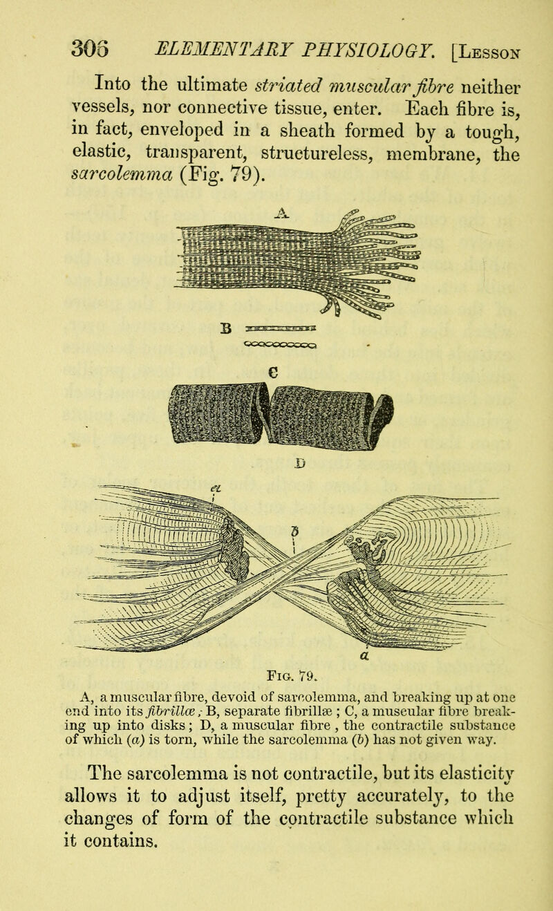 Into the ultimate sti^iated muscular fibre neither vessels, nor connective tissue, enter. Each fibre is, in fact, enveloped in a sheath formed by a tough, elastic, transparent, stiiietureless, membrane, the sarcolemma (Fig. 79). Fig. 79. A, a muscular fibre, devoid of sarcolemma, and breaking up at one end into it^fihrilloe; B, separate fibrillas ; C, a muscular fibre break- ing up into disks; a muscular fibre , the contractile substance of which (a) is torn, while the sarcolemma (&) has not given way. The sarcolemma is not contractile, but its elasticitv allows it to adjust itself, pretty accurately, to the changes of form of the contractile substance which it contains.