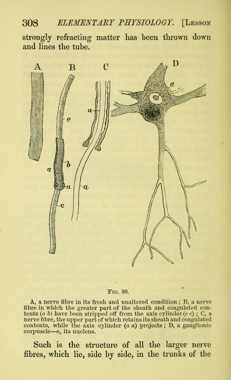 strongly refracting matter has been thrown down and lines the tube. Fig. 80. A, a nerve fibre in its fresh and unaltered condition ; B, a nerve fibre in which the greater part of the sheath and coagulated con- tents (a h) have been stripped off from the axis cylinder (c c) ; C, a nerve fibre, the upper part of which retains its sheath and coagulated contents, while the axis cylinder (a a) projects ; D, a ganglionic corpuscle—a, its nucleus. Such is the structure of all the larger nerve fibres, which lie, side by side, in the trunks of the