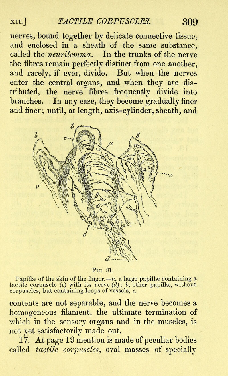 nerves, bound together bj delicate connective tissuej and enclosed in a sheath of the same substance, called the neurilemma. In the trunks of the nerve the fibres remain perfectly distinct from one another, and rarely, if ever, divide. But when the nerves enter the central organs, and when they are dis- tributed, the nerve fibres frequently divide into branches. In any case, they become gradually finer and finer; until, at length, axis-cylinder, sheath, and Fig. 81. Papillae of the skin of the finger. —a, a large papillae containing a tactile corpuscle (e) with its nerve (d); h, other papillae, without corpuscles, but containing loops of vessels, c. contents are not separable, and the nerve becomes a homogeneous filament, the ultimate termination of ^vhich in the sensory organs and in the muscles, is not yet satisfactorily made out. 17. At page 19 mention is made of peculiar bodies called tactile corpuscles, oval masses of specially