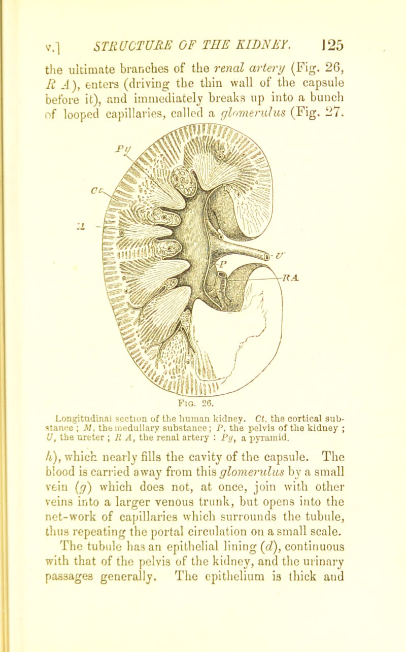 the ultimate branches of the renal artery (Fig. 26, R A), enters (driving the thin wall of the capsule before it), and immediately breaks up into a bunch of looped capillaries, called a glomerulus (Fig. 27. Fig. 26. Longitudinal section of the human kidney. CI. the cortical sub- stance ; M, the medullary substance; P, the pelvis of the kidney ; U, the ureter ; R A, the renal artery : Pi/, a pyramid. h), which nearly fills the cavity of the capsule. The blood i3 carried away from this glomerulus by a small vein (g) which does not, at once, join with other veins into a larger venous trunk, but opens into the net-work of capillaries which surrounds the tubule, thus repeating the portal circulation on a small scale. The tubule lias an epithelial lining (d), continuous with that of the pelvis of the kidney, and the urinary passages generally. The epithelium is thick and