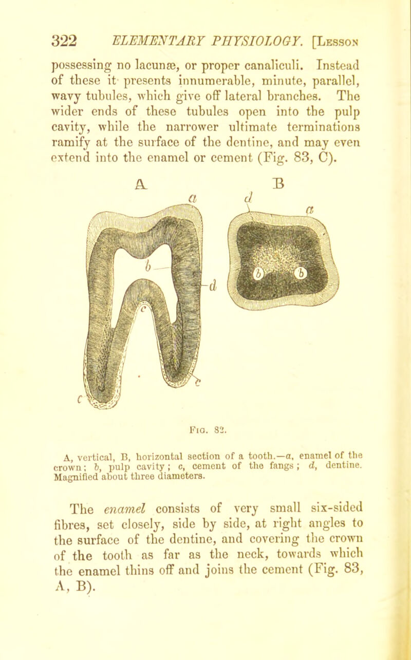 possessing no lacunae, or proper canaliculi. Instead of these it presents innumerable, minute, parallel, wavy tubules, which give off lateral branches. The wider ends of these tubules open into the pulp cavity, while the narrower ultimate terminations ramify at the surface of the dentine, and may even extend into the enamel or cement (Fig. 83, C). Fio. 82. A, vertical, B, horizontal section of a tooth.—a, enamel of the crown; 6, pulp cavity; c, cement of the fangs; d, dentine. Magnified about three diameters. The enamel consists of very small six-sided fibres, set closely, side by side, at right angles to the surface of the dentine, and covering the crown of the tooth as far as the neck, towards which the enamel thins off and joins the cement (Fig. 83, A, B).