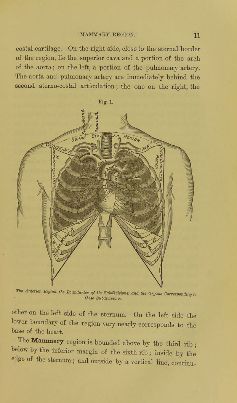 costal cartilage. On the right side, close to the sternal border of the region, lie the superior cava and a portion of the arch of the aorta; on the left, a portion of the pulmonary artery. The aorta and pulmonary artery are immediately behind the second sterno-costal articulation; the one on the right, the Fig. 1. 37ie Anterior Region, the BouniaHe, of its Subdivisions, and the Organs Correapondiing to these Subdivisions. other on the left side of the sternum. On the left side the lower boundary of the region yery nearly corresponds to the base of the heart. The Mammary region is bounded above by the third rib ; below by the inferior margin of the sixth rib; inside by thJ edge of the sternum; and outside by a vertical Hne, continu-