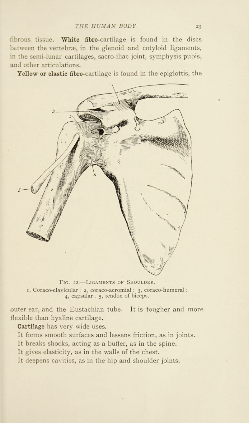 fibrous tissue. White fibro-cartilage is found in the discs between the vertebrae, in the glenoid and cotyloid ligaments, in the semi-lunar cartilages, sacro-iliac joint, symphysis pubis, and other articulations. Yellow or elastic fibro-cartilage is found in the epiglottis, the Fig. 12.—Ligaments of Shoulder. I, Coraco-clavicular; 2, coraco-acromial ; 3, coraco-humeral ; 4, capsular ; 5, tendon of biceps. outer ear, and the Eustachian tube. It is tougher and more flexible than hyaline cartilage. Cartilage has very wide uses. It forms smooth surfaces and lessens friction, as in joints. It breaks shocks, acting as a buffer, as in the spine. It gives elasticity, as in the walls of the chest. It deepens cavities, as in the hip and shoulder joints.