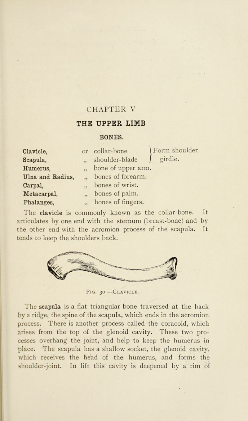 CHAPTER V THE UPPER LIMB BONES. Clavicle, Scapula, Humerus, Ulna and Radius, Carpal, Metacarpal, Phalanges, or collar-bone \p'orm shoulder ,, shoulder-blade J girdle. ,, bone of upper arm. ,, bones of forearm. ,, bones of wrist. ,, bones of palm. ,, bones of fingers. The clavicle is commonly known as the collar-bone. It articulates by one end with the sternum (breast-bone) and by the other end with the acromion process of the scapula. It tends to keep the shoulders back. The scapula is a flat triangular bone traversed at the back by a ridge, the spine of the scapula, which ends in the acromion process. There is another process called the coracoid, which arises from the top of the glenoid cavity. These two pro- cesses overhang the joint, and help to keep the humerus in place. The scapula has a shallow socket, the glenoid cavity, which receives the head of the humerus, and forms the shoulder-joint. In life this cavity is deepened by a rim of