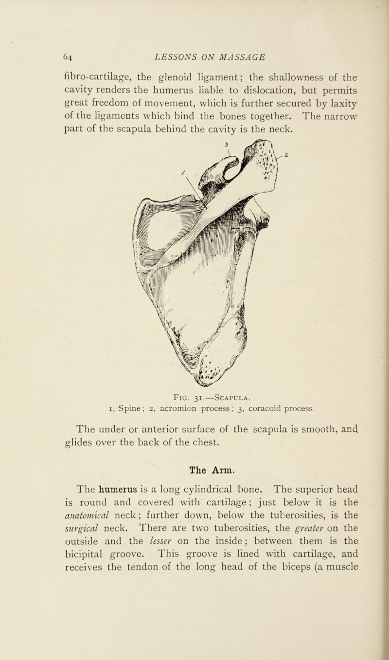 fibro-cartilage, the glenoid ligament; the shallowness of the cavity renders the humerus liable to dislocation, but permits great freedom of movement, which is further secured by laxity of the ligaments which bind the bones together. The narrow part of the scapula behind the cavity is the neck. Fig. 31.—Scapula. I, Spine; 2, acromion process; 3, coracoid process. The under or anterior surface of the scapula is smooth, and glides over the back of the chest. The Arm. The humerus is a long cylindrical bone. The superior head is round and covered with cartilage; just below it is the anatomical neck ; further down, below the tuberosities, is the surgical neck. There are two tuberosities, the greater on the outside and the lesser on the inside; between them is the bicipital groove. This groove is lined with cartilage, and receives the tendon of the long head of the biceps (a muscle