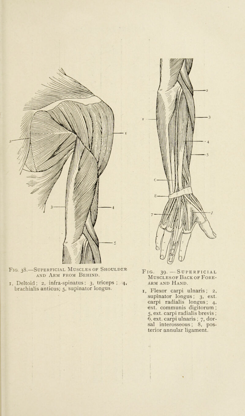 Fig. 38.—Superficial Muscles of Shoulder AND Arm from Behind. I, Deltoid: 2, infra-spinatus: 3, triceps; 4, brachialis anticus; 5, supinator longus. Fig. 39.—Superficial Musclesof Back of Fore- arm AND Hand. I, Flexor carpi ulnaris; 2, supinator longus; 3, ext. carpi radialis longus; 4, ext. communis digitorum ; 5, ext. carpi radialis brevis ; 6, ext. carpi ulnaris ; 7, dor- sal interosseous; 8, pos- terior annular ligament. !