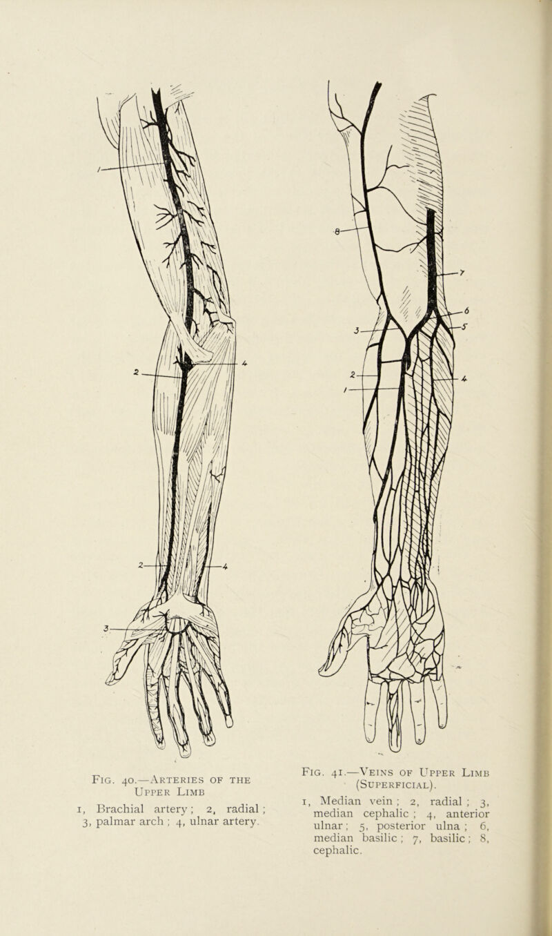 Fig. 40.—Arteries of the Upper Limb I, Brachial artery; 2. radial; 3, palmar arch ; 4, ulnar artery. Fig. 41.—Veins of Upper Limb (Superficla.l). I, Median vein ; 2, radial ; 3, median cephalic ; 4, anterior ulnar; 5, posterior ulna; 6, median basilic ; 7, basilic; 8, cephalic.