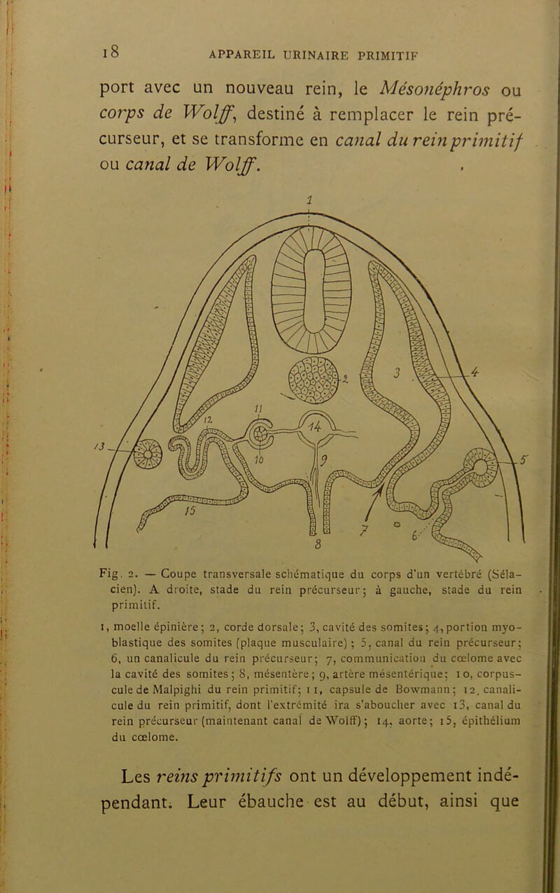 port avec un nouveau rein, le Mésonéphros ou corps de Wolff^ destiné à remplacer le rein pré- curseur, et se transforme en canal du rein primitif ou canal de Wolff. 1 Fig, 2. — Coupe transversale schématique du corps d’un vertébré (Séla- cien). A droite, stade du rein précurseur; à gauche, stade du rein primitif. I, moeiie épinière ; 2, corde dorsaie; 3, cavité des somites ; 4, portion myo- blastique des somites (piaque muscuiaire) ; 5, canal du rein précurseur; 6, un canalicule du rein précurseur; 7, communication du coelome avec la cavité des somites ; 8, mésentère ; 9, artère mésentérique: 1 o, corpus- cule de Malpighi du rein primitif; 11, capsule de Bowmann; 12, canali- cule du rein primitif, dont l'extrémité ira s’aboucher avec i3, canal du rein précurseur (maintenant canal de Wolff); 14, aorte; i5, épithélium du coelome. Les reins primitifs ont un développement indé- pendant. Leur ébauche est au début, ainsi que