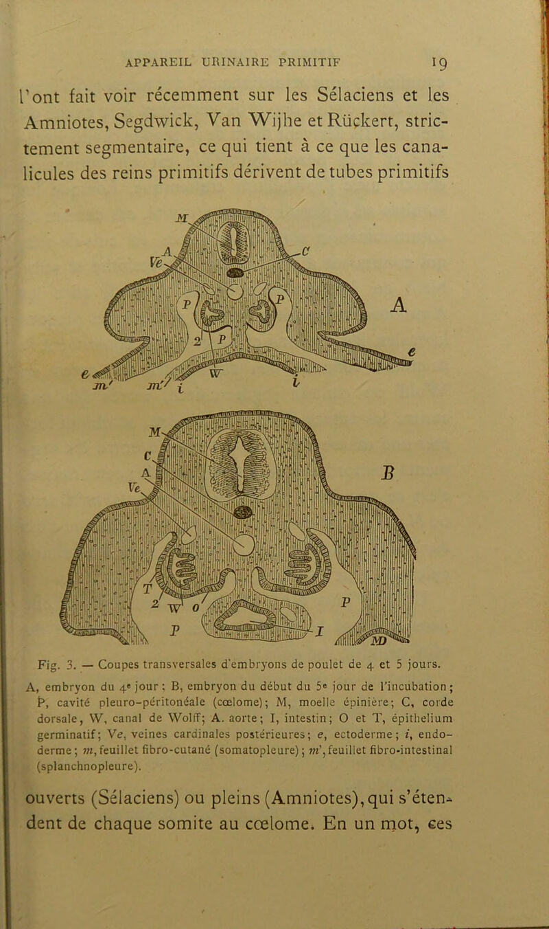 l’ont fait voir récemment sur les Sélaciens et les Amniotes, Segdwick, Van Wijhe etRüçkert, stric- tement segmentaire, ce qui tient à ce que les cana- licules des reins primitifs dérivent de tubes primitifs A, embryon du 4* jour : B, embryon du début du 5® jour de l’incubation; t*, cavité pleuro-péritonéale (cœlome); M, moelle épinière; C, corde dorsale, W, canal de WoliT; A. aorte; I, intestin; O et T, épithélium germinatif; Ve, veines cardinales postérieures; e, ectoderme; i, endo- derme; 7M, feuillet fibro-cutané (somatopleure) ; 7?t’, feuillet fibro-intestinal (splanchnopleure). ouverts (Sélaciens) ou pleins (Amniotes),qui s’éten^ dent de chaque somite au ccelome. En un rnot, ees