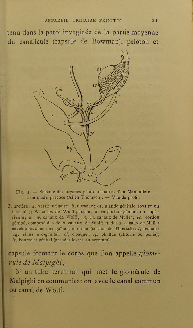 tenu dans la paroi invaginée de la partie moyenne du canalicule (capsule de Bowman), peloton et Fig. 4. — Schème des organes génito-urinaires d’un Mammifère à un stade précoce (Allen Thomson^. — Vue de profil. 3, uretère; 4, vessie urinaire; 5, ouraque; ot, glande génitale (ovaire ou testicule); \V, corps de Wolff gauche; x, sa portion génitale ou supé- rieure; w, w, canaux de Wolff; wt, m, canaux de Müller; gc, cordon génital, composé des deux canaux de Wolff et des 2 canaux de Müller enveloppés dans une gaine commune (cordon de Thiersch) ; î, rectum ; ug, sinus uro-génital; cl, cloaque; cp, phallus (clitoris ou pénis); /s, bourrelet génital (grandes lèvres au scrotum). capsule formant le corps que l’on appelle glomé- rule de Malpighi; 3® un tube terminal qui met le glomérule de Malpighi en communication avec le canal commun ou canal de Wolff.