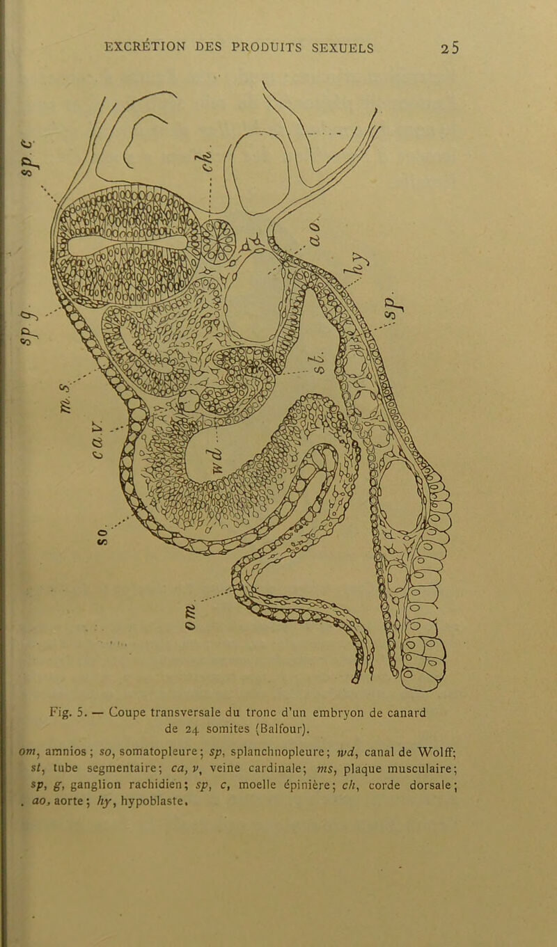 Fig. 5. — Coupe transversale du tronc d’un embryon de canard de 24 somites (Balfour). O»!, amnios; so, somatopleure ; sp, splanchnopleure; ji/d, canal de WolfF; St, tube segmentaire; ca, v, veine cardinale; ms, plaque musculaire; ganglion rachidien; sp, c, moelle épinière; ch, corde dorsale; . ao, aorte; Ay, hypoblaste.