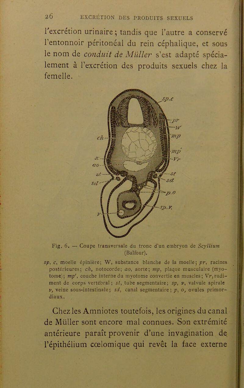 Texcrétion urinaire; tandis que l’autre a conservé l’entonnoir péritoneal du rein céphalique, et sous le nom de conduit de Millier s’est adapté spécia- lement à l’excrétion des produits sexuels chez la femelle. Fig, 6. — Coupe transversale du tronc d’un embryon de Scyllium (Balfour). sp, c, moelle épinière; W, substance blanche de la moelle; jpr, racines postérieures; ch, notocorde; ao, aorte; mp, plaque musculaire (myo- tome); mp', couche interne du myotome convertie en muscles; Vr,rudi- ment de corps vertébral ; st, tube segmentaire; sp, v, valvule spirale V, veine sous-intestinale; sd, canal segmentaire; p, o, ovules primor- diaux. Chez les Amniotes toutefois, les origines du canal de Millier sont encore mal connues. Son extrémité antérieure paraît provenir d’une invagination de l’épithélium cœlomique qui revêt la face externe