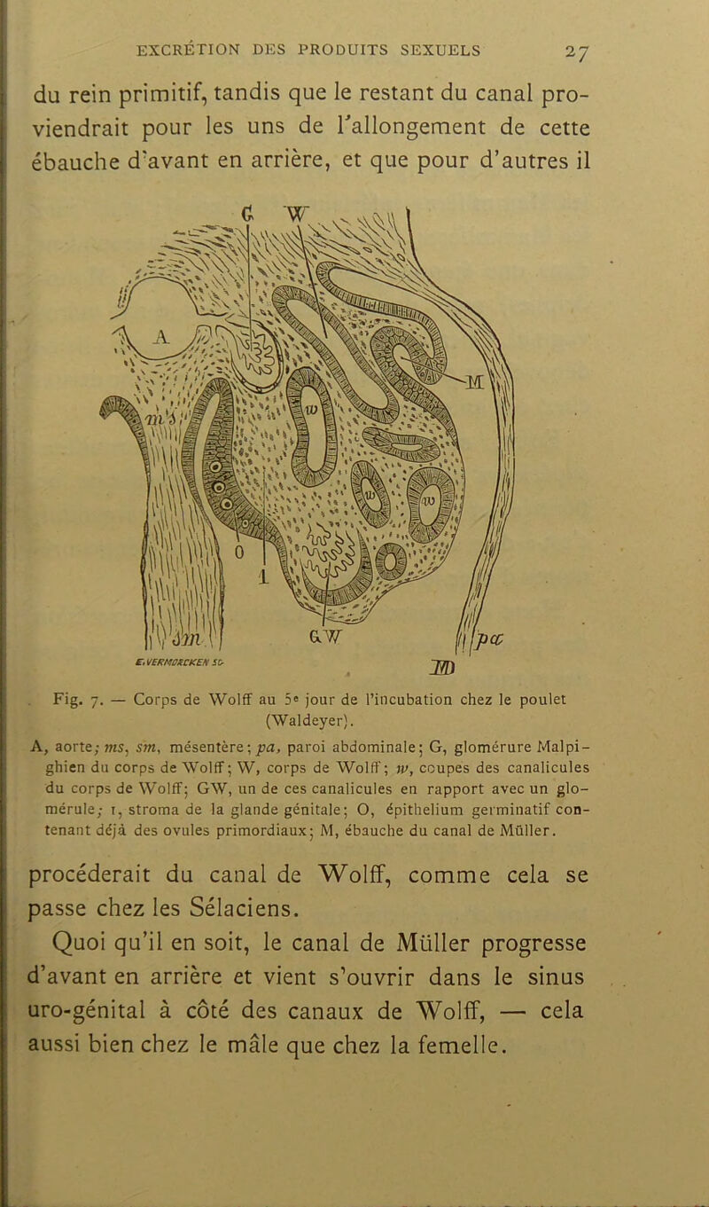 du rein primitif, tandis que le restant du canal pro- viendrait pour les uns de rallongement de cette ébauche d'avant en arrière, et que pour d’autres il Fig. 7. — Corps de Wolff au 5« jour de l’incubation chez le poulet (Waldeyer). A, aorte; ms, sm, mésentère ; 77a, paroi abdominale; G, glomérure Malpi- ghien du corps de Wolff ; W, corps de Wolff ; w, coupes des canalicules du corps de Wolff; GW, un de ces canalicules en rapport avec un glo- mérule; i, stroma de la glande génitale; O, épithélium germinatif con- tenant déjà des ovules primordiaux; M, ébauche du canal de Müller. procéderait du canal de Wolff, comme cela se passe chez les Sélaciens. Quoi qu’il en soit, le canal de Müller progresse d’avant en arrière et vient s’ouvrir dans le sinus uro-génital à côté des canaux de Wolff, — cela aussi bien chez le mâle que chez la femelle.