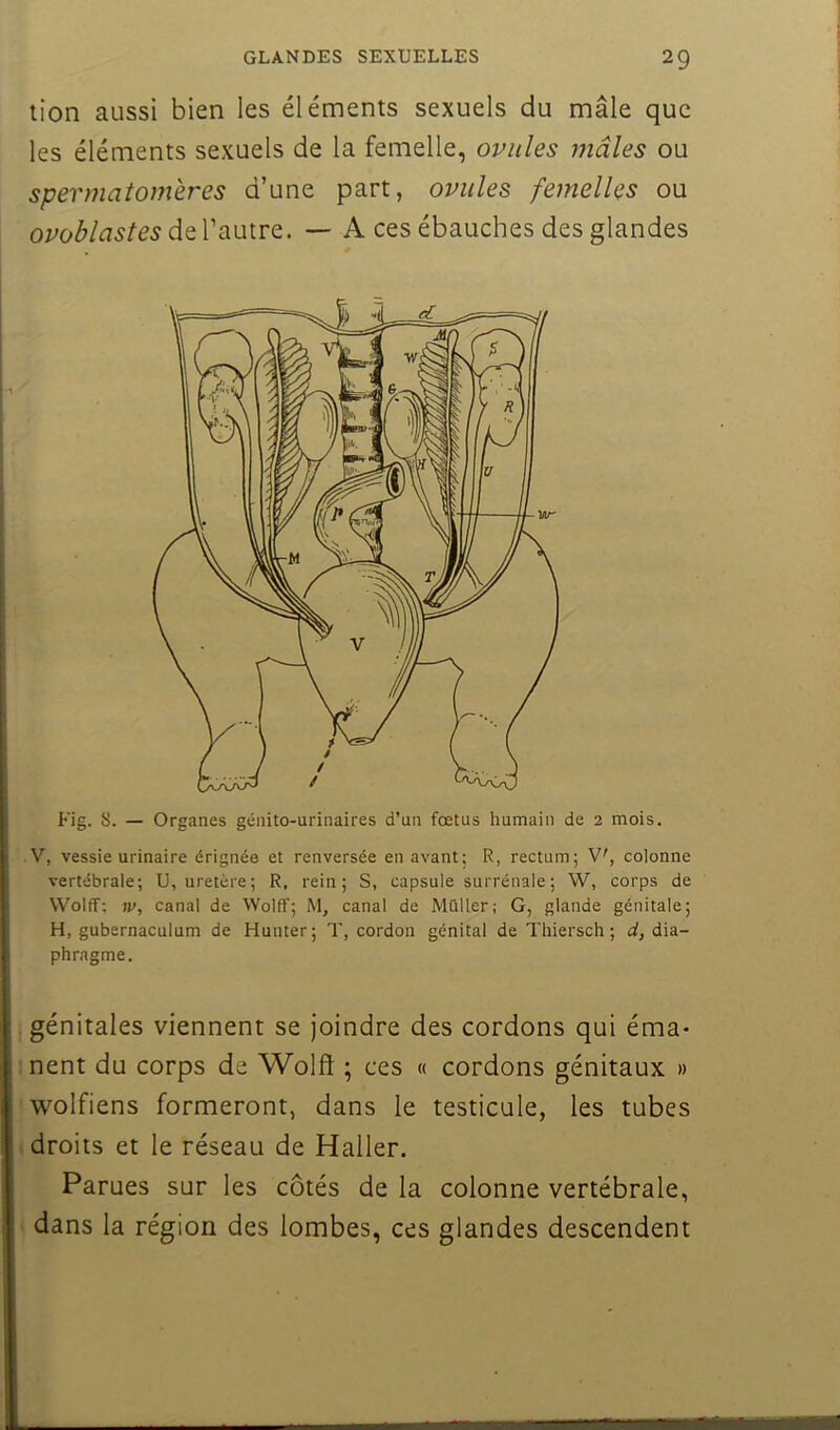 lion aussi bien les éléments sexuels du mâle que les éléments sexuels de la femelle, ovules mâles ou spermaîomeres d’une part, ovules femelles ou de l’autre. — A ces ébauches des glandes Fig. 8. — Organes génito-urinaires d’un fœtus humain de 2 mois. 1 V, vessie urinaire érignée et renversée en avant; R, rectum; V', colonne vertébrale; U, uretère; R, rein; S, capsule surrénale ; W, corps de Wolff; w, canal de Wolff; M, canal de Muller; G, glande génitale; H, gubernaculum de Hunter; T, cordon génital de Thiersch ; d, dia- phragme. génitales viennent se joindre des cordons qui éma- nent du corps de Wolft ; ces « cordons génitaux » wolfiens formeront, dans le testicule, les tubes droits et le réseau de Haller. Parues sur les côtés de la colonne vertébrale, dans la région des lombes, ces glandes descendent