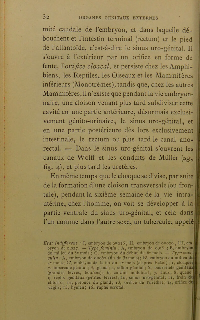 mité caudale de l’embryon, et dans laquelle dé- bouchent et l’intestin terminal (rectum) et le pied de l’allantoïde, c’est-à-dire le sinus uro-génital. Il s’ouvre à l’extérieur par un orifice en forme de | fente, Vorifice chacal, et persiste chez les Amphi- i* biens, les Reptiles, les Oiseaux et les Mammifères ^ inférieurs (Monotrèmes), tandis que, chez les autres ! Mammifères, il n’existe que pendant la vie embryon- ^ naire, une cloison venant plus tard subdiviser cette ] cavité en une partie antérieure, désormais exclusi- vement génito-urinaire, le sinus uro-génital, et en une partie postérieure dès lors exclusivement intestinale, le rectum ou plus tard le canal ano- rectal. — Dans le sinus uro-génital s'’ouvrent les canaux de WolfF et les conduits de Müller fig. 4), et plus tard les uretères. En même temps que le cloaque se divise, par suite I de la formation d’une cloison transversale (ou fron- j| taie), pendant la sixième semaine de la vie intra-jl utérine, chez l’homme, on voit se développer à la il partie ventrale du sinus uro-génital, et cela dansjl l’un comme dans l’autre sexe, un tubercule,, appeléjl Etat indifférent : I, embryon de o™oi6 ; II, embryon de o'“020 , III, em ji bryon de 0,027. — Type féminin : A, embryon de o,o3i; B, embryonjJj du milieu du à® mois ; G, embryon du début du 6« mois. — Type culin: A, embryon de o^oSy (fin du 3« mois); B', embryon du milieu d» . 4 mois; G', embryon de la fin du 4® mois (d’après Ecker) ; i, cloaqueM 2, tubercule génital ; 3, gland; 4, sillon génital; 5, bourrelets gériitaujM (grandes lèvres, bourses); 6, cordon ombilical; 7, anus ; 8, queue IB g, replis génitaux (petites lèvres); lo, simus uro-génital; 11, frein dijfl* clitoris; 12, prépuce du gland; i3, orifice de l’urèthre; 14, orifice dilB vagin; i5, hymen; 16, raphé scrotal. Il