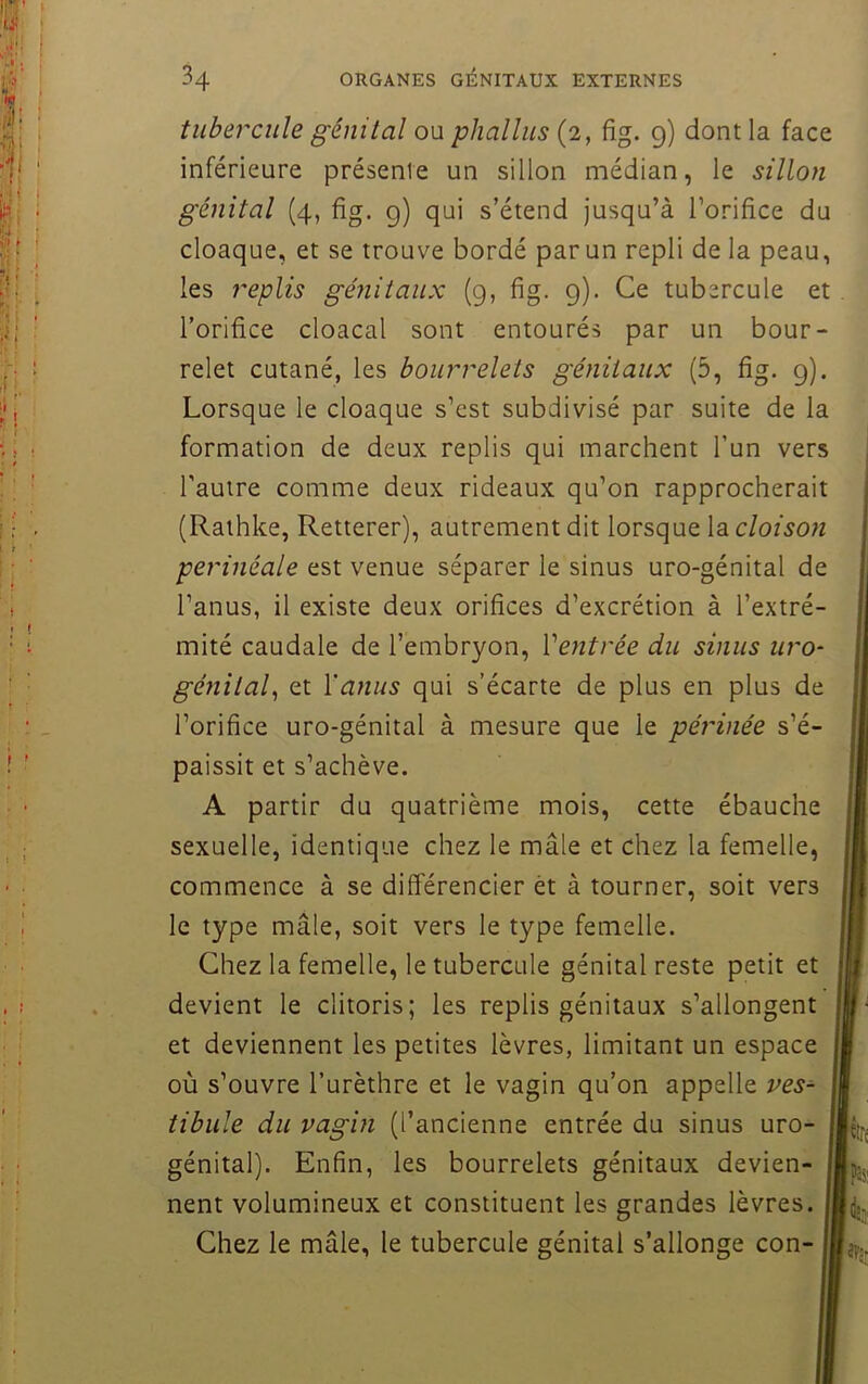 V il! 'P . ! C» f » ■: 11 • ; ii. ■ • \. • \ ? ; e tubercule génital ou phallus (2, fig. 9) dont la face inférieure présente un sillon médian, le sillon génital (4, fig. g) qui s’étend jusqu’à l’orifice du cloaque, et se trouve bordé par un repli de la peau, les replis génitaux (9, fig. 9). Ce tubercule et l’orifice cloacal sont entourés par un bour- relet cutané, les bourrelets génitaux (5, fig. 9). Lorsque le cloaque s’est subdivisé par suite de la formation de deux replis qui marchent l’un vers l’autre comme deux rideaux qu’on rapprocherait (Rathke, Retterer), autrement dit lorsque la cloison perinéale est venue séparer le sinus uro-génital de l’anus, il existe deux orifices d’excrétion à l’extré- mité caudale de l’embryon, Ventrée du sinus uro- génital^ et Vanus qui s’écarte de plus en plus de l’orifice uro-génital à mesure que le périnée s’é- paissit et s’achève. A partir du quatrième mois, cette ébauche sexuelle, identique chez le mâle et chez la femelle, commence à se différencier èt à tourner, soit vers le type mâle, soit vers le type femelle. Chez la femelle, le tubercule génital reste petit et devient le clitoris; les replis génitaux s’allongent et deviennent les petites lèvres, limitant un espace où s’ouvre l’urèthre et le vagin qu’on appelle ves^ tibule du vagin (l’ancienne entrée du sinus uro- génital). Enfin, les bourrelets génitaux devien- nent volumineux et constituent les grandes lèvres. Chez le mâle, le tubercule génital s’allonge con- Î2' îtjr