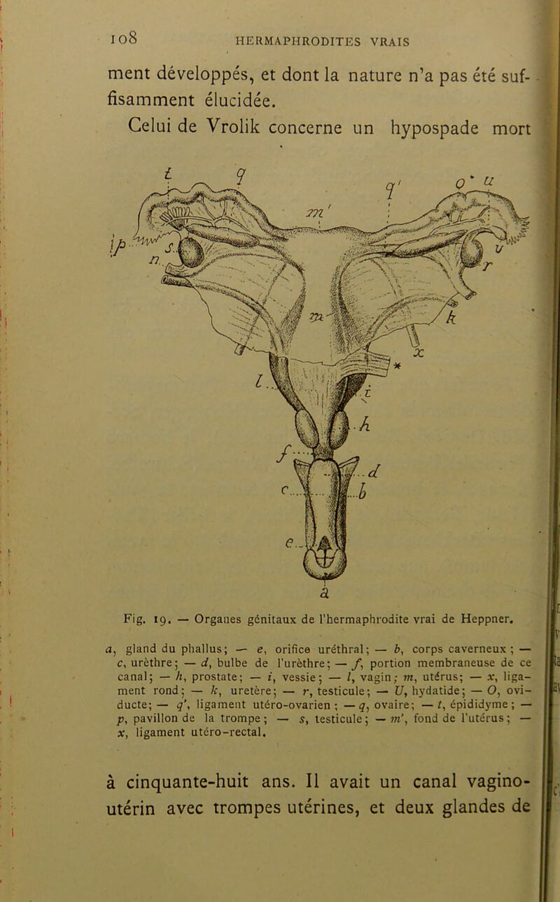 io8 ment développés, et dont la nature n’a pas été suf- fisamment élucidée. Celui de Vrolik concerne un hypospade mort Fig. 19. — Organes gdnitaux de l’hermaphrodite vrai de Heppner. a, gland du phallus; — e, orifice uréthral; — b, corps caverneux; — c, urèthre; — d, bulbe de l'urèthre; — /, portion membraneuse de ce canal; — h, prostate; — vessie; — Z, vagin; m, utérus; — x, liga- ment rond; — k, uretère; — r, testicule; — U, hydatide; — O, ovi- ducte; — q\ ligament utéro-ovarien ; — q, ovaire; — Z, épididj'me ; — p, pavillon de la trompe; — s, testicule; —in’, fond de l'utérus; — X, ligament utéro-rectal. à cinquante-huit ans. Il avait un canal vagino- utérin avec trompes utérines, et deux glandes de