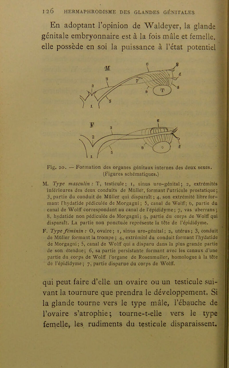 En adoptant l’opinion de Waldeyer, la glande génitale embryonnaire est à la fois mâle et femelle, elle possède en soi la puissance à l’état potentiel Fig. 20. — Formation des organes génitaux internes des deux sexes. (Figures schématiques.) M. Type masculm : T^ testicule; i, sinus uro-génital; 2, extrémités inférieures des deux conduits de Müller, formant l’utricule prostatique; 3, partie du conduit de Müller qui disparaît; 4, son extrémité libre for- mant l’hydatide pédiculée de Morgagni ; 5, canal de Wolff; b, partie du canal de Wolff correspondant au canal de l’épididyme; 7, vas aberrans; 8, hydatide non pédiculée de Morgagni; 9, partie du corps de Wolff qui disparaît. La partie non ponctuée représente la tête de l’épididyme. F. Type féminin: O, ovaire; i, sinus uro-génital; 2, utérus; 3, conduit de Müller formant la trompe ; 4, extrémité du conduit formant l’hydatide de Morgagni; 5, canal de Wolff qui a disparu dans la plus grande partie de son étendue; 6, sa partie persistante formant avec les canaux d'une, partie du corps de Wolff l’organe de Rosenmuller, homologue à la tête de l'épididyme; 7, partie disparue du corps de Wolff. qui peut faire d’elle un ovaire ou un testicule sui- vant la tournure que prendra le développement. Si la glande tourne vers le type mâle, l’ébauche de l’ovaire s’atrophie; tourne-t-elle vers le type femelle^ les rudiments du testicule disparaissent.