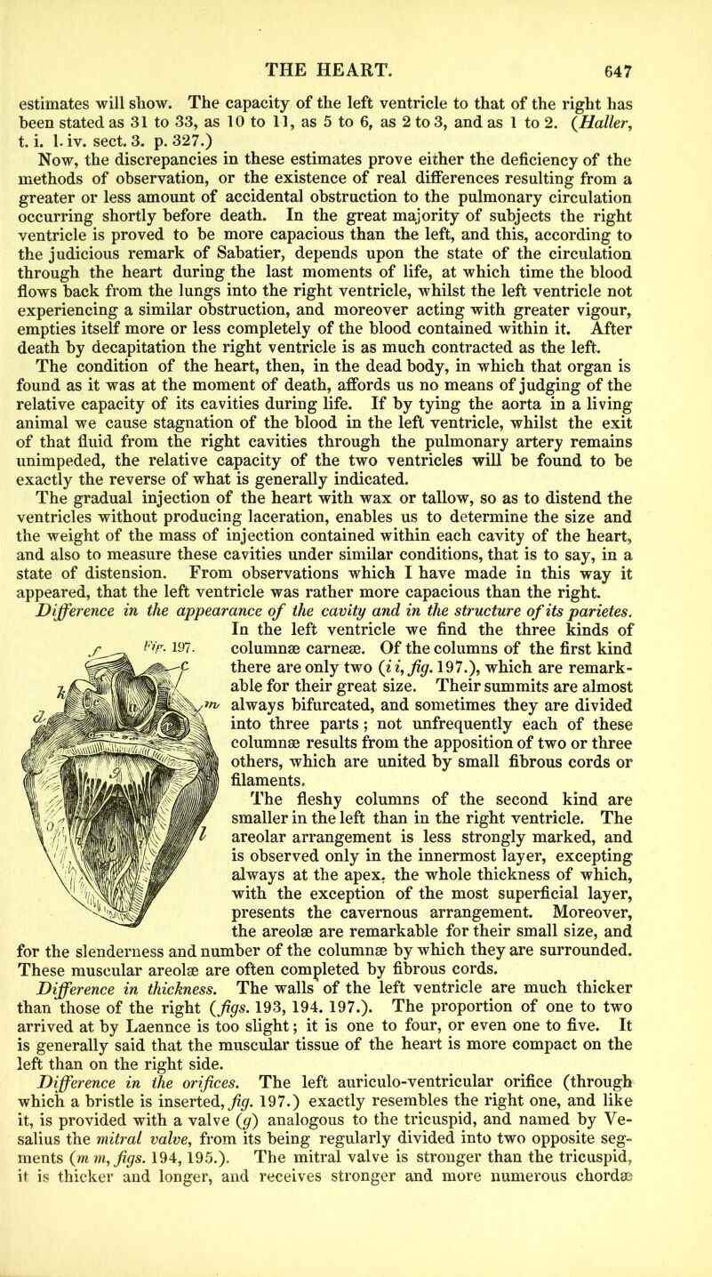 estimates will show. The capacity of the left ventricle to that of the right has been stated as 31 to 33, as 10 to 11, as 5 to 6, as 2 to 3, and as 1 to 2. (Haller, t. i. 1. iv. sect. 3. p. 327.) Now, the discrepancies in these estimates prove either the deficiency of the methods of observation, or the existence of real differences resulting from a greater or less amount of accidental obstruction to the pulmonary circulation occurring shortly before death. In the great majority of subjects the right ventricle is proved to be more capacious than the left, and this, according to the judicious remark of Sabatier, depends upon the state of the circulation through the heart during the last moments of life, at which time the blood flows back from the lungs into the right ventricle, whilst the left ventricle not experiencing a similar obstruction, and moreover acting with greater vigour, empties itself more or less completely of the blood contained within it. After death by decapitation the right ventricle is as much contracted as the left. The condition of the heart, then, in the dead body, in which that organ is found as it was at the moment of death, affords us no means of judging of the relative capacity of its cavities during life. If by tying the aorta in a living animal we cause stagnation of the blood in the left ventricle, whilst the exit of that fluid from the right cavities through the pulmonary artery remains unimpeded, the relative capacity of the two ventricles will be found to be exactly the reverse of what is generally indicated. The gradual injection of the heart with wax or tallow, so as to distend the ventricles without producing laceration, enables us to determine the size and the weight of the mass of injection contained within each cavity of the heart, and also to measure these cavities under similar conditions, that is to say, in a state of distension. From observations which I have made in this way it appeared, that the left ventricle was rather more capacious than the right. Difference in the appearance of the cavity and in the structure of its parietes. In the left ventricle we find the three kinds of column® carne®. Of the columns of the first kind there are only two (i i, fig. 197.), which are remark- able for their great size. Their summits are almost always bifurcated, and sometimes they are divided into three parts; not unfrequently each of these column® results from the apposition of two or three others, which are united by small fibrous cords or filaments. The fleshy columns of the second kind are smaller in the left than in the right ventricle. The areolar arrangement is less strongly marked, and is observed only in the innermost layer, excepting always at the apex, the whole thickness of which, with the exception of the most superficial layer, presents the cavernous arrangement. Moreover, the areolae are remarkable for their small size, and for the slenderness and number of the column® by which they are surrounded. These muscular areolae are often completed by fibrous cords. Difference in thickness. The walls of the left ventricle are much thicker than those of the right (figs. 193, 194. 197.). The proportion of one to two arrived at by Laennce is too slight; it is one to four, or even one to five. It is generally said that the muscular tissue of the heart is more compact on the left than on the right side. Difference in the orifices. The left auriculo-ventricular orifice (through which a bristle is inserted,/#. 197.) exactly resembles the right one, and like it, is provided with a valve (g) analogous to the tricuspid, and named by Ve- salius the mitral valve, from its being regularly divided into two opposite seg- ments (m m,figs. 194,195.). The mitral valve is stronger than the tricuspid, it is thicker and longer, and receives stronger and more numerous chord®