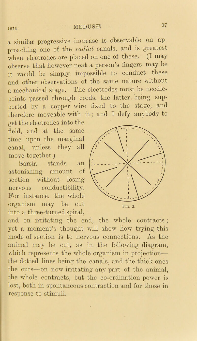 1876 • a similar progressive increase is observable on ap- proaching one of the radial canals, and is greatest when electrodes are placed on one of these. (I may observe that however neat a person’s fingers may be it would be simply impossible to conduct these and other observations of the same nature without a mechanical stage. The electrodes must be needle- points passed through cords, the latter being sup- ported by a copper wire fixed to the stage, and therefore moveable with it; and I defy anybody to get the electrodes into the field, and at the same time upon the marginal canal, unless they all move together.) Sarsia stands an astonishing amount of section without losing nervous conductibility. For instance, the whole organism may be cut into a three-turned spiral, and on irritating the end, the whole contracts; yet a moment’s thought will show how trying this mode of section is to nervous connections. As the animal may be cut, as in the following diagram, which represents the whole organism in projection— the dotted lines being the canals, and the thick ones the cuts—on now irritating any part of the animal, the whole contracts, but the co-ordination power is lost, both in spontaneous contraction and for those in response to stimuli.