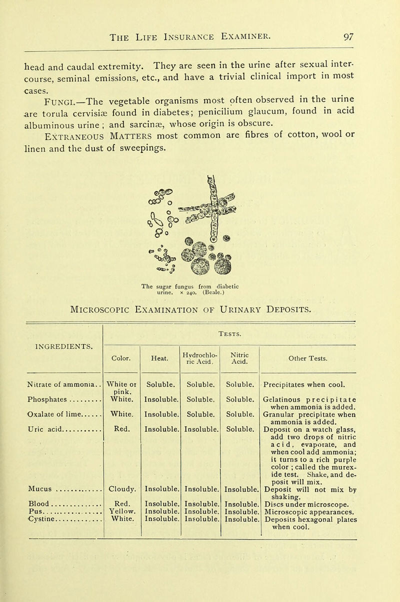head and caudal extremity. They are seen in the urine after sexual inter- course, seminal emissions, etc., and have a trivial clinical import in most cases. Fungi.—The vegetable organisms most often observed in the urine are torula cervisise found in diabetes; penicilium glaucum, found in acid albuminous urine ; and sarcins, whose origin is obscure. Extraneous Matters most common are fibres of cotton, wool or linen and the dust of sweepings. The su^ar fungus from diabetic urine, x 240. (Beale.) Microscopic Examination of Urinary Deposits. Tests. Nitrate of ammonia. Phosphates Oxalate of lime Uric acid.......... Mucus Blood . Pus Cystine Color. Heat. Hydrochlo- ric Acid, Nitric Acid. Other Tests. White 01 Soluble. Soluble. Soluble. Precipitates when cool. pink. White. Insoluble. Soluble, Soluble. Gelatinous precipitate when ammonia is added. White. Insoluble. Soluble. Soluble. Granular precipitate when ammonia is added. Red. Insoluble. Insoluble. Soluble. Deposit on a watch glass, add two drops of nitric acid, evaporate, and when cool add ammonia; it turns to a rich purple color ; called the murex- ide test. Shake, and de- posit will mix. Cloudy. Insoluble. Insoluble. Insoluble. Deposit will not mix by shaking. Red. Insoluble. Insoluble. Insoluble. Discs under microscope. Yellow. Insoluble. Insoluble. Insoluble. Microscopic appearances. White. Insoluble. Insoluble. Insoluble. Deposits hexagonal plates when cool.