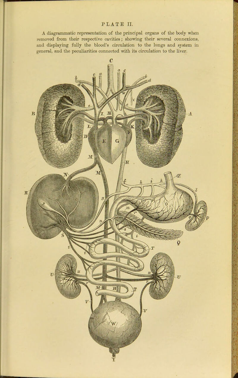 A diagrammatic representation of the principal organs of the body when removed from their respective cavities; showing their several connexions, and displaying fully the blood's circulation to the lungs and system in general, and the peculiarities connected with its circulation to the liver. C