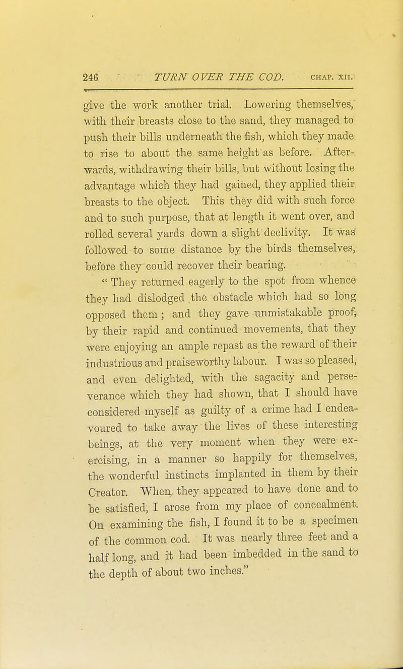 give the work another triaL Lowering themselves/ with their breasts close to the sand, they managed to push their bills underneath the fish, which they made to rise to about the same height as before. After- wards, withdrawing their bills, but without losing the advantage which they had gained, they applied their breasts to the object. This they did with such force and to such purpose, that at length it went over, and rolled several yards down a slight declivity. It was followed to some distance by the birds themselves, before they could recover their bearing.  They returned eagerly to the spot from whence they had dislodged the obstacle which had so long opposed them; and they gave unmistakable proofj by their rapid and continued movements, that they were enjoying an ample repast as the reward of their industrious and praiseworthy labour. I was so pleased, and even delighted, with the sagacity and perse- verance which they had shown, that I should have considered myself as guilty of a crime had I endea^ voured to take away the lives of these interesting beings, at the very moment when they were ex- ercising, in a manner so happily for themselves, the wonderful instincts implanted in them by their Creator. When, they appeared to have done and to be satisfied, I arose from my place of concealment. On examining the fish, I found it to be a specimen of the common cod. It was nearly three feet and a half long, and it had been imbedded in the sand to the depth of about two inches.