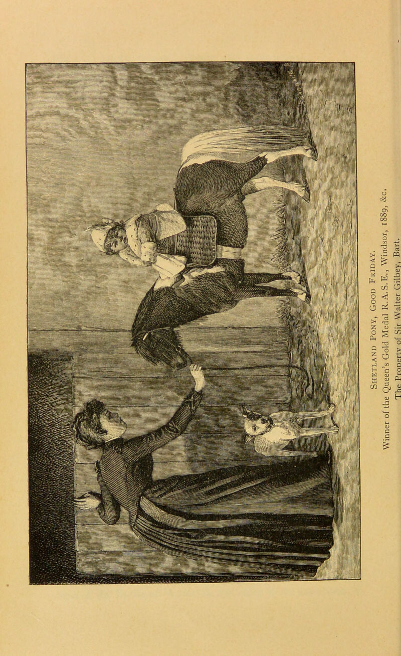 Shetland Pony, Good Friday. Winner of the Queen’s Gold Medal R. A.S.E., Windsor, 1S89, 8;c. The Pronertv of Sir Walter Gilbey, Bart.