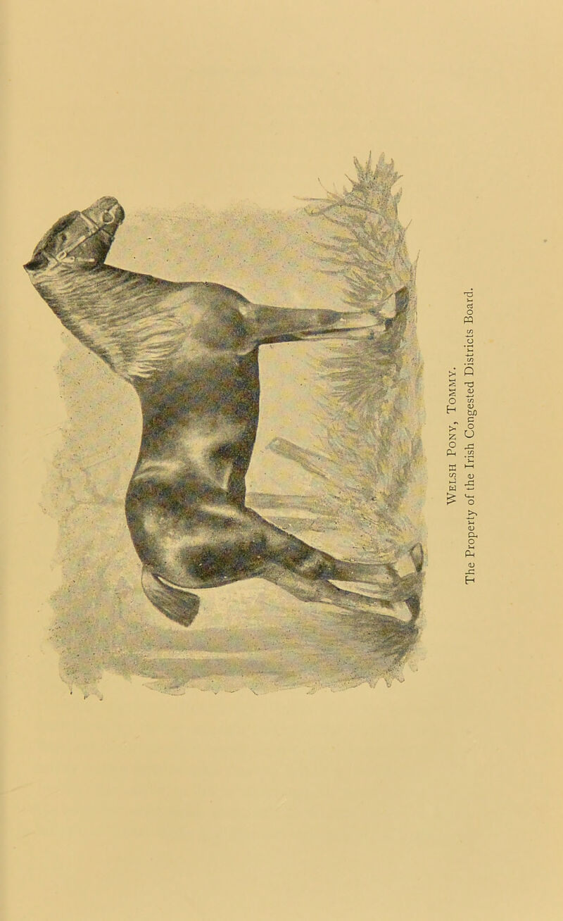 Welsh Pony, Tommy. The Property of the Irish Congested Districts Board.