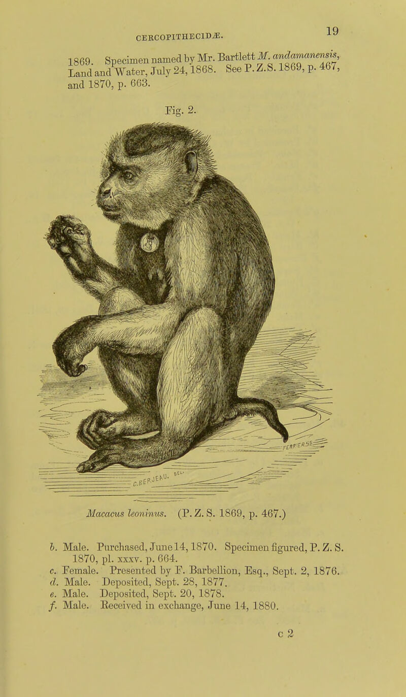 Macacus leoninus. (P. Z. S. 1869, p. 467.) h. Male. Purchased, .Tune 14,1870. Specimen figured, P. Z. S. 1870, pi. XXXV. p. 664. c. Pemale. Presented by E. Barbellion, Esq., Sept. 2, 1876. d. Male. Deposited, Sept. 28, 1877. e. Male. Deposited, Sept. 20, 1878. /. Male. Eeceived in exchange, June 14, 1880. c 2