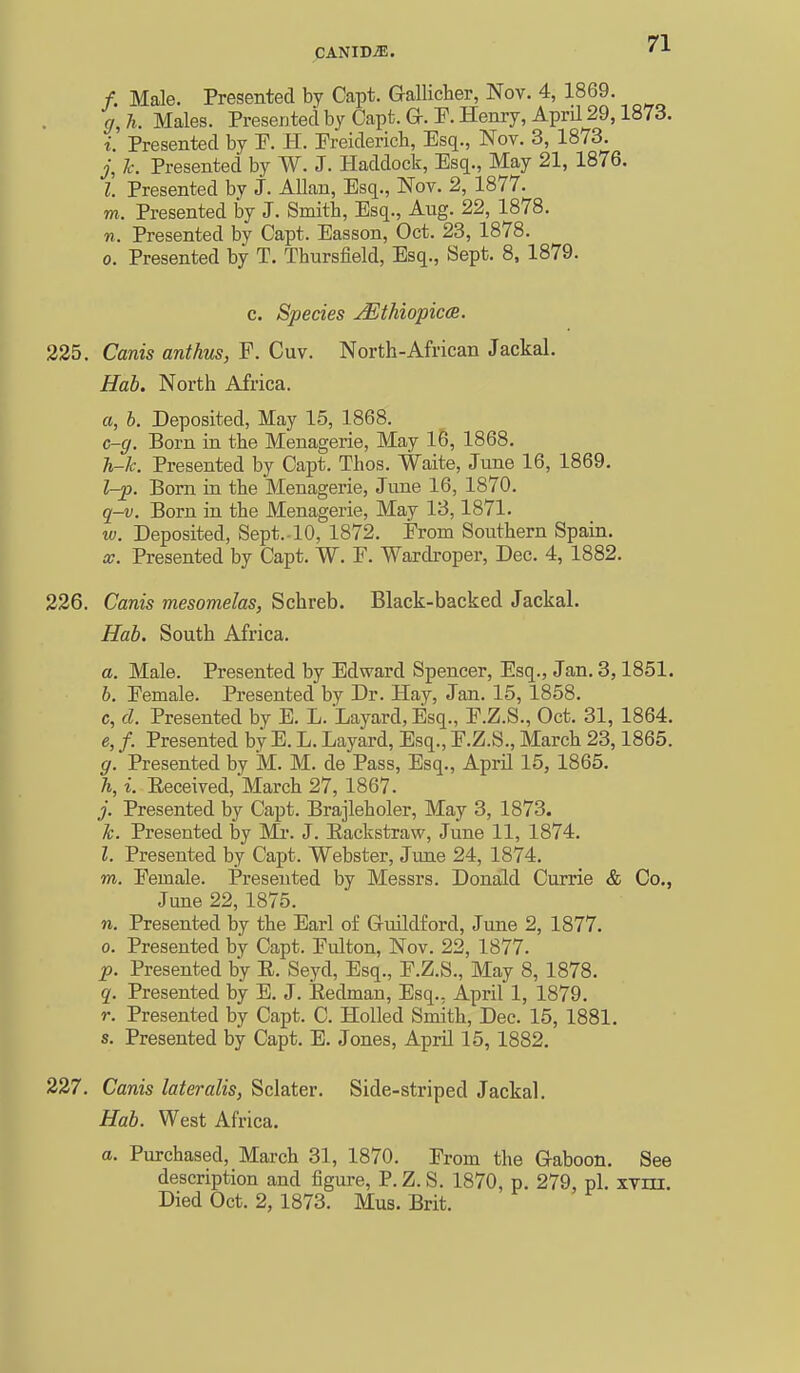 /. Male. Presented by Capt. Gallicher, Nov. 4, 1869. g, h. Males. Presented by Oapt. G-. P. Henry, AprU 29,1873. i. Presented by P. H. Preiderich, Esq., Nov. 3, 1873. j, I'. Presented by W. J. Haddock, Esq., May 21, 1876. I. Presented by j. Allan, Esq., Nov. 2, 1877. m. Presented by J. Smith, Esq., Aug. 22, 1878. n. Presented by Capt. Easson, Oct. 23, 1878. 0. Presented by T. Thursfield, Esq., Sept. 8, 1879. c. Species JEthiopicce. 225. Canis anthus, F. Cuv. North-African Jackal. Hab. North Africa. a, b. Deposited, May 15, 1868. c-g. Born in the Menagerie, May 16, 1868. h-k. Presented by Capt. Thos. Waite, June 16, 1869. l-p. Bom in the Menagerie, June 16, 1870. q-v. Born in the Menagerie, May 13,1871. w. Deposited, Sept.-lO, 1872. Prom Southern Spain. X. Presented by Capt. W. P. Wardroper, Dec. 4, 1882. 226. Canis mesomelas, Schreb. Black-backed Jackal. Hab. South Africa. a. Male. Presented by Edward Spencer, Esq., Jan. 3,1851. h. Pemale. Presented by Dr. Hay, Jan. 15, 1858. c, d. Presented by E. L. Layard, Esq., P.Z.S., Oct. 31, 1864. e, f. Presented by E. L. Layard, Esq., P.Z.S., March 23,1865. g. Presented by M. M. de Pass, Esq., April 15, 1865. h, i. Eeceived, March 27, 1867. j. Presented by Capt. Brajleholer, May 3, 1873. 7c. Presented by Mr. J. Eackstraw, June 11, 1874. 1. Presented by Capt. Webster, June 24, 1874. m. Pemale. Presented by Messrs. Donald Currie & Co., June 22, 1875. n. Presented by the Earl of Guildford, June 2, 1877. 0. Presented by Capt. Pulton, Nov. 22, 1877. p. Presented by R. Seyd, Esq., P.Z.S., May 8, 1878. q. Presented by E. J. Eedman, Esq., April 1, 1879. r. Presented by Capt. C. HoUed Smith, Dec. 15, 1881. s. Presented by Capt. E. Jones, April 15, 1882. 227. Canis lateralis, Sclater. Side-striped Jackal. Hab. West Africa. a. Purchased, March 31, 1870. Prom the Gaboon. See description and figure, P. Z. S. 1870, p. 279, pi. xvni. Died Oct. 2, 1873. Mus. Brit.