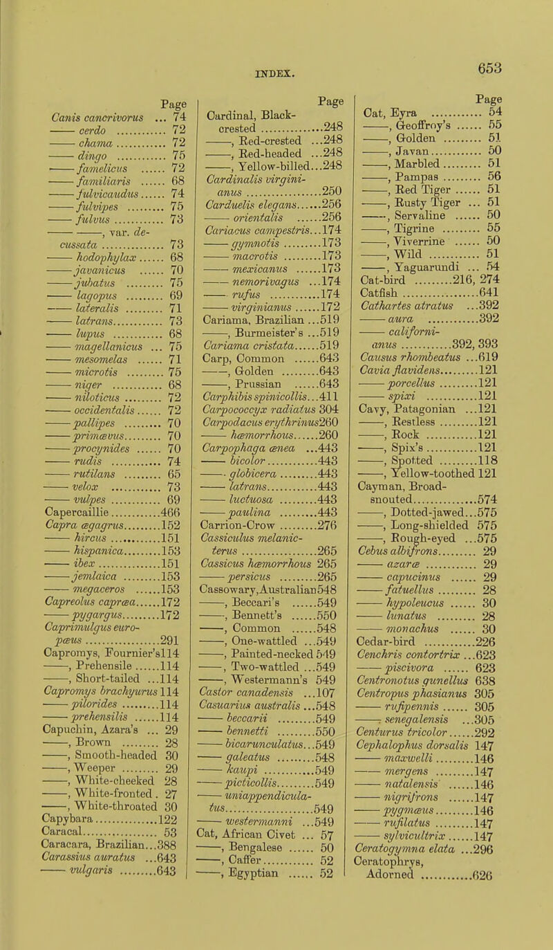 Page Cams cancrivorus ... 74 cerdo 72 ——■ chama 72 dingo 75 ■ famclicits 72 faniiliaris 68 fidvicaudus 74 fulvipes 75 fulvus 73 yar. de cussata 73 — hodofhylax 68 —javanicus 70 —jidmius 75 — lagopus 69 — lateralis 71 — lafraiis 73 — lupus 68 — magellanicus ... 75 — mesomelas 71 — microtis 75 — niger 68 — niloiicus 72 — occidentalis 72 — pallipes 70 — primcemis 70 — proeynides 70 — niAis 74 — rutilans 65 — velox 73 • wipes 69 Capercaillie 466 Copra, (Bgagrus 152 hircus 151 hispanica 153 ihex 151 jemlaica 153 megaceros 153 Capreolus caprma 172 pygargus 172 Caprimulgus euro- pmiis 291 OaproiTiys, Fournier'sll4 , Prehensile 114 , Short-tailed ...114 Capromys hrachytirus 114 ■ pilorides 114 ■ prekensilis 114 29 28 30 29 28 27 30 Capuchin, Azara's , Brown , Smooth-headed , Weeper , White-cheeked , White-fronted . ■ , White-throated Capybara 122 Caracal 53 Caracara, Brazilian...388 Carassius auratus ... 643 vulgaris 643 Page Cardinal, Black- crested 248 , Eed-crested ...248 , Eed-headed ...248 , Yellow-billed...248 Cardinalis virgini- anus 250 Carduelis elegans 256 orientalis 256 Cariacus campestris... 174 gymnotis 173 maorotis 173 mexicarms 173 ■ nemorivagus ...174 rufus 174 virginianus 172 Cariama, Brazilian ...519 , Burmeister's ...519 Cariama cristata 519 Carp, Common 643 , Golden 643 , Prussian 643 Carphibisspinicollis...4:l\ Carpococcyx radiatus 304 Carpodacus erythrinus2&) hmmorrhous 260 Carpophaga cenea ...443 bicolor 443 globicera 443 latrans 443 luciuosa 443 paulina 443 Carrion-Crow 276 Cassiculus melanic- tenis 265 Cassicus hmrrwrrhms 265 persicits 265 Cas80wary,Australian548 , Beccari's 549 , Bennett's .550 , Common 548 , One-wattled ...549 , Painted-necked 549 , Two-wattled ...549 , Westermann's 549 Castor canadensis ...107 Casuarius atistralis ...548 beccarii 649 bennetti 550 bicarunculatus.. .549 galeatus 548 kaupi 549 picticollis 549 uniappendicula- tiis 549 ■ westermanni ...549 Cat, African Civet ... 57 , Bengalese 50 , Caffer 52 , Egyptian 52 Page Cat, Eyra 54 , Geoffroy's 55 , Golden 51 , Javan 50 , Marbled 51 , Pampas 56 , Bed Tiger 51 , Rusty Tiger ... 51 , Seryaline 60 , Tigrine 55 , Viverrine 50 , Wild 51 , Yaguarundi ... .54 Cat-bird 216, 274 Catfish 641 Cathartes atratns ... 392 aura 392 californi- anus 392,393 Causus rhombeatus ...619 Cavia flavideiis 121 porcellus 121 spixi 121 Cayy, Patagonian ...121 , Restless 121 , Rock 121 , Spix's 121 , Spotted 118 , Yellow-toothed 121 Cayman, Broad- snouted 574 , Dotted-jawed...575 , Long-shielded 575 , Rough-eyed ...575 Cebus albifrons 29 azara 29 capucinus 29 fatuellus 28 hypoleucus 30 lunaius 28 monachus 30 Cedar-bird 226 Cenchris contortrix ...623 piscivora 623 Centronotus gunellus 638 Centrofus phasianus 305 rvfipennis 305 : senegalensis ... 305 Centurus tricolor 292 Cephalophus dorsalis 147 maxwclli 146 mergens 147 natalensis 146 nigrifrons 147 fygtnmus 146 —— rujilaius 147 sylvicultrix 147 Ceratogymna elata ...296 Ceratophrys, Adorned 626