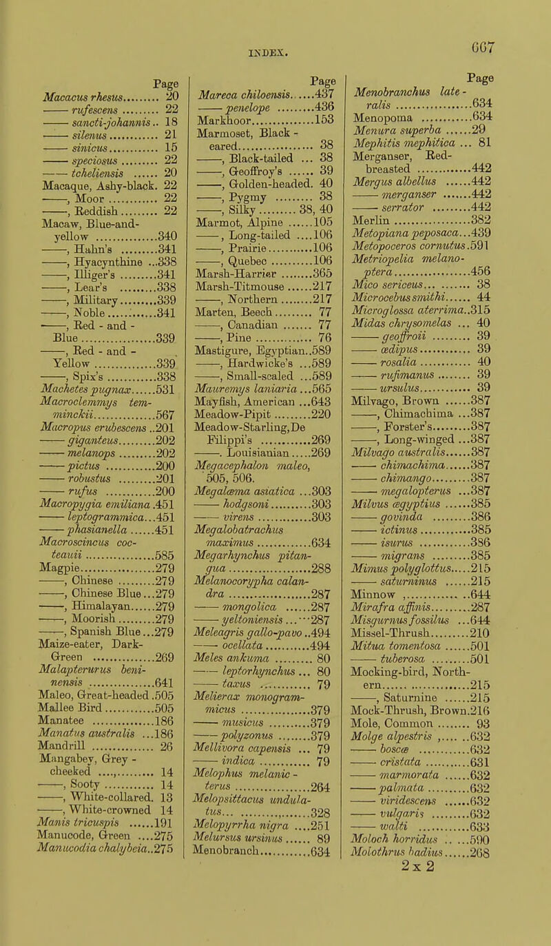 GG7 Page Macacus rhesus 20 rufescens 22 sancti-johannis.. 18 silemis 21 sinicus 15 speciosus 22 tcheliensis 20 Macaque, Ashy-black. 22 , Moor 22 , Eeddish 22 Macaw, Blue-and- yellow 340 , Hahn's 341 , Hyacynfchine ...338 , Illiger's 341 , Lear's 338 , Military 339 , Noble ; 341 ■ , Red - and - Blue 339 , Red - and - Yellow 339 , Spix's 338 Machetes pugnccx 531 Macroclemmys tem- minckii 567 Macropiis erubescens ..201 giganteus 202 mclanops 202 pictus 200 robiistus 201 rufus 200 Macropygia emiliana .451 leptogrammica..Ab\ phasianella 451 Macroscincus coc- teauii 585 Magpie 279 , Chinese 279 , Chinese Blue...279 , Himalayan 279 , Moorish 279 , Spanish Blue...279 Maize-eater, Dark- Green 269 Malaptenirus heni- nensis 641 Maleo, Great-headed .505 Mallee Bird 505 Manatee 186 Manatus australis ...186 MandriU 26 Mangabey, Grey - cheeked 14 , Sooty 14 , White-collared. 13 , White-crowned 14 Manis triouspis 191 Manucode, Green ....275 Maniwodia chalgheia..275 Page Mareoa chiloensis 437 peiielope 436 Markhoor 153 Marmoset, Black - eared 38 , Black-tailed ... 38 , Geoffroy's 39 , Golden-headed. 40 , Pygmy 38 , Silky 38, 40 Marmot, Alpine 105 , Long-tailed ....106 , Prairie 106 , Quebec 106 Marsh-Harriwr 365 Marsh-Titmouse 217 , Northern 217 Marten, Beech 77 , Canadian 77 , Pine 76 Mastigure, Egyptian. .589 -——, Hardwicke's ...589 , Small-scaled ...589 Mauremys laniaria ...565 Mayflsh, American ...643 Meadow-Pipit 220 Meado w- Sta rling, De Pilippi's 269 . Louisianian 269 Megacephalon maleo, 505, 506. Megalcema asiatica ...303 hodgsoni 303 virens 303 Megalobatrachus maximtis 634 Megarhynchus pitan- gua 288 Melanooorypha calan- dra 287 mongoUca 287 yeltoniensis... •287 Meleagris gallo-pavo ocellata 494 Meles anlcuma 80 leptorhynchus ... 80 tarns 79 Melierax monogram- mious 379 musicus 379 polyzonus 379 MelUvora capmsis ... 79 indioa 79 Melophus melanic - terus 264 Melopsittacus undula- (us , 328 Mclopyrrha nigra ....251 Melursus ursinus 89 Menobranch 634 Page Menobranohus late - ralis 634 Menopoma 634 Menura superba 29 Mephitis mephitica ... 81 Merganser, Red- breasted 442 Mergus albelltcs 442 merganser 442 serraior 442 Merlin 382 Metopiana peposaca.. .439 Metopooeros cormitus.59] Metriopelia melano- piera 456 3Iico sericeus 38 Microcebus smithi 44 Microglossa aterrima..Z\5 Midas chrysomelas ... 40 geoffroii 39 cedipus 39 rosalia 40 rufimamcs 39 urstilus 39 Milvago, Brown 387 , Chimachima ...387 , Porster's 387 , Long-winged ...387 Milvago australis 387 chimachima 387 chimango 387 ' megalopterus ...387 Milvus mgyptim 385 govinda 386 ictinus 385 isuriis 386 migrans 385 Mimus polyglottus 215 satiiminus 215 Minnow , 644 Mirafra affinis 287 Misgurnus fossilus ... 644 Missel-Thrush 210 Mitiia tomentosa 501 tuberosa 501 Mocking-bird, North- ern 215 , Saturnine 215 Mock-Thrush, Brown.216 Mole, Common 93 Molge alpestris , 632 bosoa 632 cristata 631 marmoraia 632 palmata 632 viridcscens 632 vulgaris 632 walti 633 Moloch horridus 590 Molothrus badius 268 2x 2