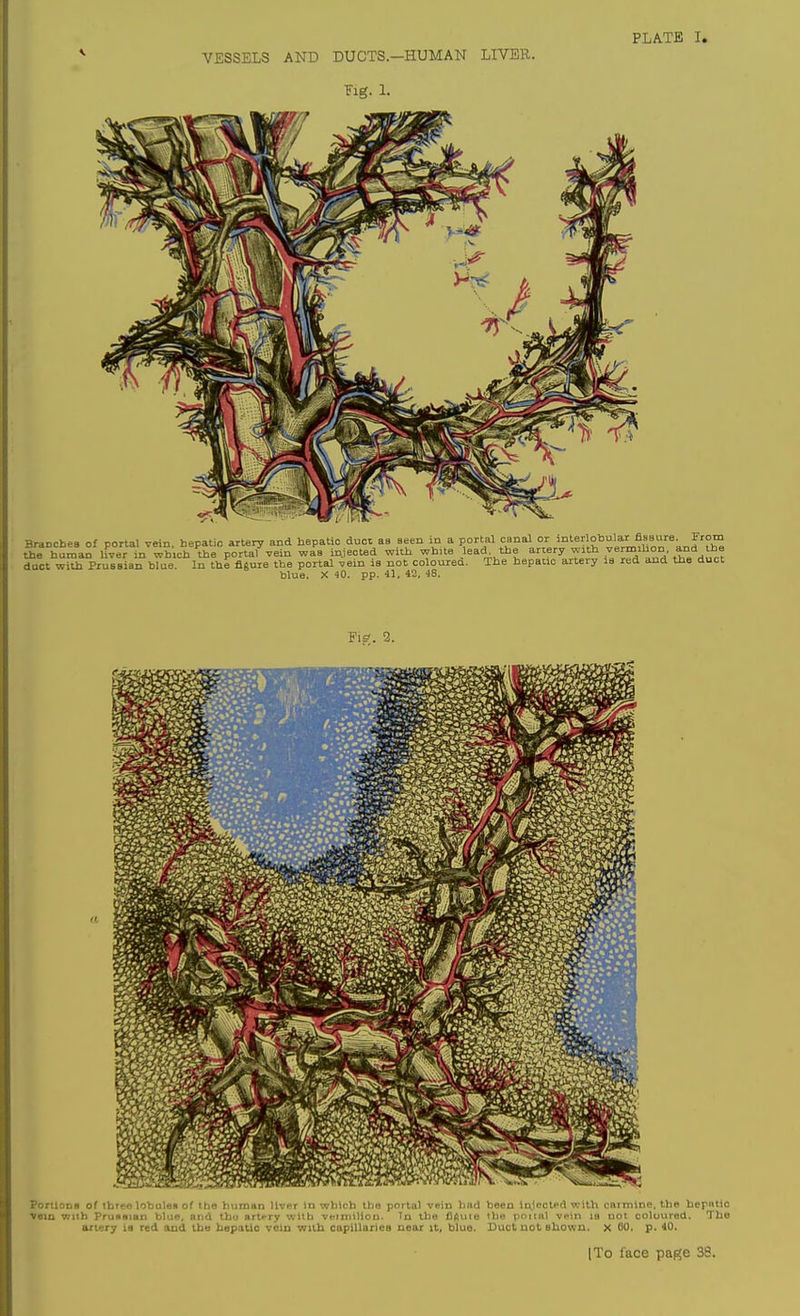 VESSELS AND DUCTS.—HUMAN LIVER. Fig. 1. Ponlons of three lobales of tbe buman liver in wbicb the portal vein had been in.1eclpd with carniine, the hepniic vein wnh Prunsian blue, and Ihu artery with veimillon. Tn tbe fiftute the poital vein is uoi coloured. Tbe artery is red and ibe hepatic vein with capillariea near it, blue. Duct not shown, x 60, p. 40.