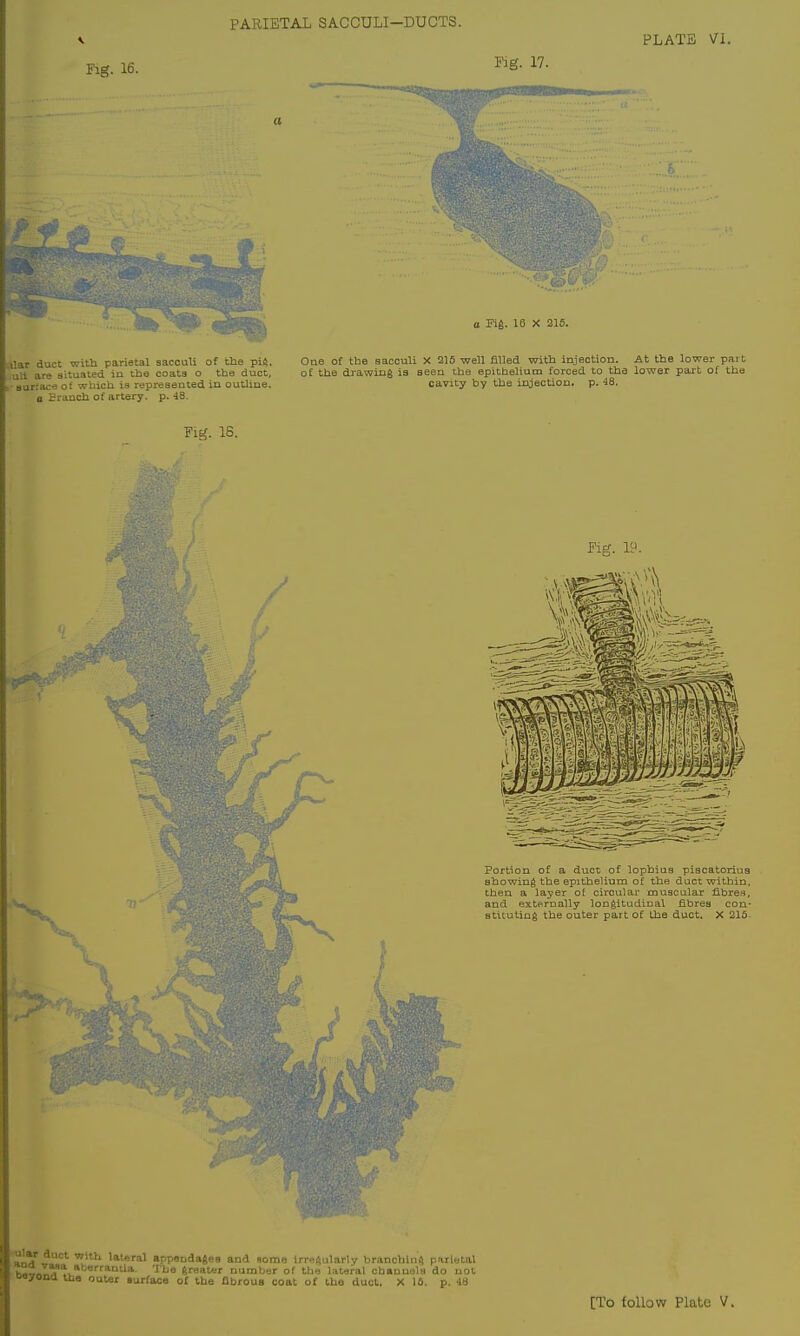PARIETAL SACCULI-DUCTS. PLATE VI. Tig. 16. Fig. 17. liar duct with parietal sacculi of the pi6. uli are situated in the coats o the duct, ■ sarrace ot which is represetited in outline, a Branch of artery, p. 48. o Fig. 18 X 215. One of the sacculi X 215 well filled with injection. At the lower part of the drawing is seen the epithelium forced to the lower part of the cavity by the injection, p. -IS. Fig. IS. Fig. 19. Portion of a duct of lopbius piscatorius ebowing the epithelium of the duct within, then a layer ot circular muscular fibres, and externally longitudinal fibres con- stituting the outer part of the duct. X 215- fti^-f lateral appCDdages and aome irrei^ularly branching parietal w^ty^v*^®''*'^*- greater number of the lateral channels do not ooyona the outer eurface or the flbroua coat of the duct. X 16. p. 48