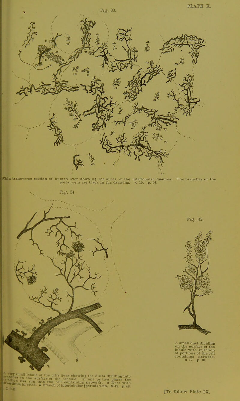 Fig. 33. Chin transverse section of human liver showing the ducts in the interlobular fisnures. The branches of the portal vein are black in the drawing. X 15. p. 64, Fig. 34.