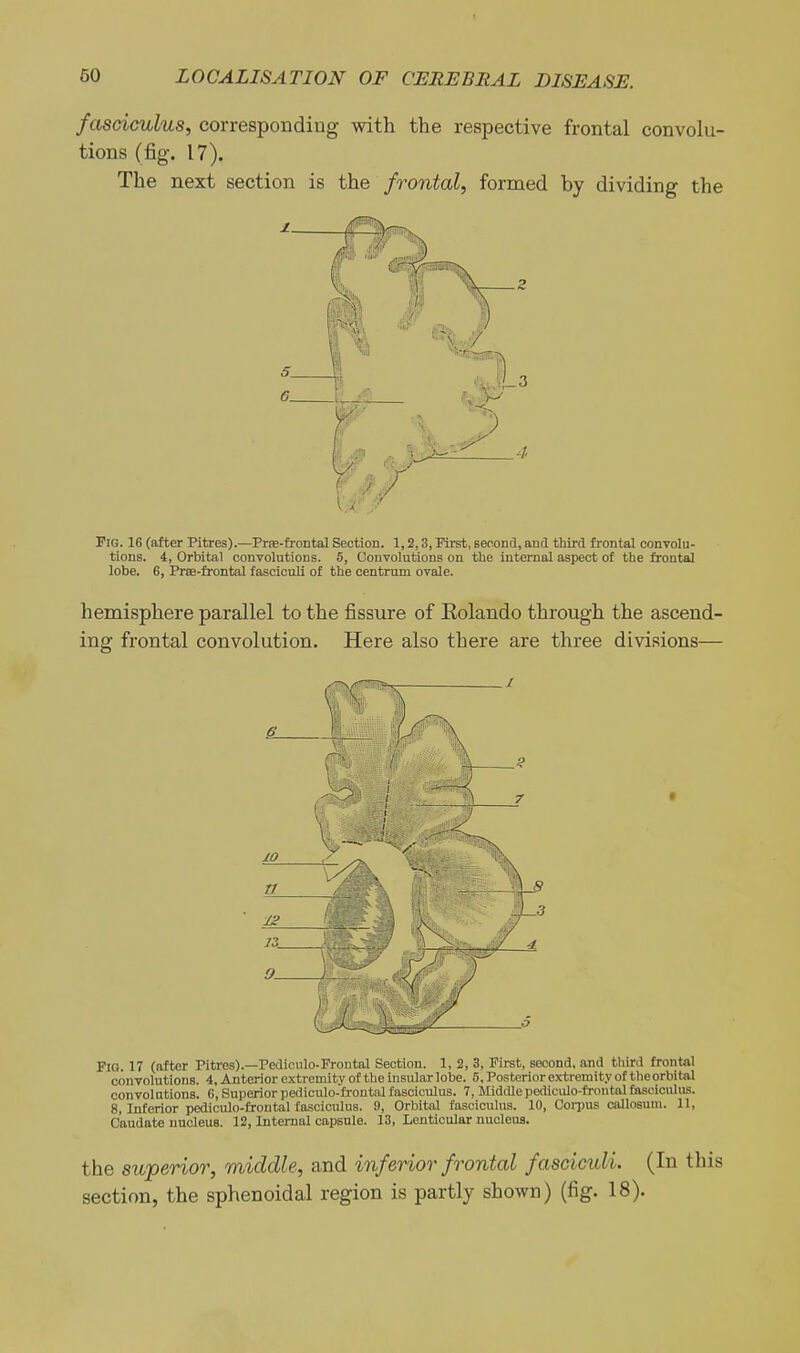 fasciculus, corresponding with the respective frontal convolu- tions (fig. 17). The next section is the frontal, formed by dividing the Fig. 16 (after Pitres).—Prae-frontal Section. 1,2,3, First, seoond, and third frontal convolu- tions. 4, Orbital convolutions. 5, Convolutions on the internal aspect of the frontal lobe. 6, Pras-frontal fasciculi of the centrum ovale. hemisphere parallel to the fissure of Eolando through the ascend- ing frontal convolution. Here also there are three divisions— Fig. 17 (after Pitres).—Pediculo-Frontal Section. 1, 2, 3, First, second, and tliird front<iI convolutions. 4, Anterior extremity of the insular lobe. 5, Posterior extremity of tlieorbital convolutions. G, Superior pediculo-frontal fasciculus. 7, Middlepediculo-frontalfosoiouliis. 8, Interior pediculo-frontal fasciculus. 9, Orbital fasciculus. 10, Corpus calloaum. 11, Caudate nucleus. 12, Internal capsule. 13, Lenticular nucleus. the superior, middle, and inferior frontal fasciculi. (In this section, the sphenoidal region is partly shown) (fig. 18).