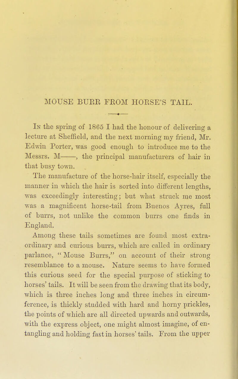 MOUSE BURR FROM HORSE'S TAIL. In the spring of 1805 I Lad the honour of delivering a lecture at Sheffield, and the next morning my friend, Mr. Edwin Porter, was good enough to introduce me to the Messrs. M , the principal manufacturers of hair in that busy town. The manufacture of the horse-hair itself, especially the manner in Avbicli the hair is sorted into different lengths, was exceedingly interesting; but what struck me most was a magnificent horse-tail from Buenos Ayres, full of burrs, not unlike the common burrs one finds in England. Among these tails sometimes are found most extra- ordinar}'^ and curious burrs, which are called in ordinary parlance,  Mouse Burrs, on account of their strong resemblance to a mouse. Nature seems to have formed this curious seed for the special purpose of sticking to horses' tails. It will be seen from the drawing that its body, which is three inches long and three inches in cu-cum- ference, is thickly studded with hard and horny prickles, the points of which are all directed upwards and outwards, with the express object, one might almost imagine, of en- tangling and holding fast in horses' tails. From the upper