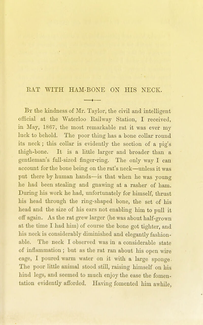 EAT WITH HAM-BONE ON HIS NECK. By the kindness of Mr. Taylor, the civil and intelligent ofl&cial at the Waterloo Railway Station, I received, in May, 1867, the most remarkable rat it was ever my luck to behold. The poor thing has a bone collar round its neck; this collar is evidently the section of a pig's thigh-bone. It is a little larger and broader than a gentleman's full-sized finger-ring. The only way I can account for the bone being on the rat's neck—unless it was put there by human hands—is that when he was young he had been stealing and gnawing at a rasher of ham. During his work he had, unfortunately for himself, thrust his head through the ring-shaped bone, the set of his head and the size of his ears not enabling him to pull it off again. As the rat grew larger (he was about half-grown at the time I had him) of course the bone got tighter, and his neck is considerably diminished and elegantly fashion- able. The neck I observed was in a considerable state of inflammation ; but as the rat ran about his open wire cage, I poured warm water on it with a large sponge • The poor little animal stood still, raising himself on his hind legs, and seemed to much enjoy the ease the fomen- tation evidently afforded. Having fomented him awhile,