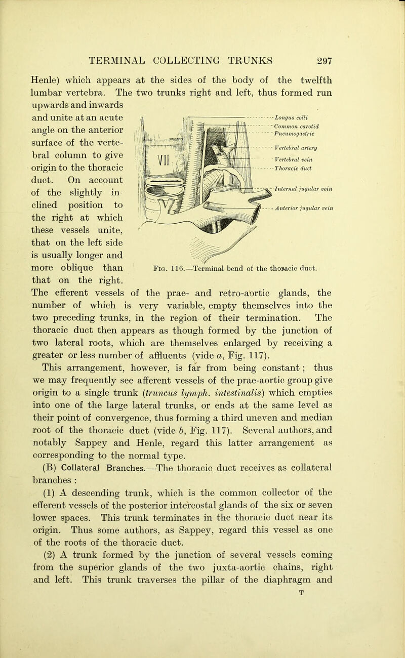 Henle) which appears at the sides of the body of the twelfth lumbar vertebra. The two trunks right and left, thus formed run upwards and inwards and unite at an acute angle on the anterior surface of the verte- bral column to give origin to the thoracic duct. On account of the slightly in- clined position to the right at which these vessels unite, that on the left side is usually longer and that on the right. The efferent vessels of the prae- and retro-aortic glands, the number of which is very variable, empty themselves into the two preceding trunks, in the region of their termination. The thoracic duct then appears as though formed by the junction of two lateral roots, which are themselves enlarged by receiving a greater or less number of affluents (vide a, Fig. 117). This arrangement, however, is far from being constant; thus we may frequently see afferent vessels of the prae-aortic group give origin to a single trunk (truncus lymph, intestinalis) which empties into one of the large lateral trunks, or ends at the same level as their point of convergence, thus forming a third uneven and median root of the thoracic duct (vide b, Fig. 117). Several authors, and notably Sappey and Henle, regard this latter arrangement as corresponding to the normal type. (B) Collateral Branches.—The thoracic duct receives as collateral branches : (1) A descending trunk, which is the common collector of the efferent vessels of the posterior intercostal glands of the six or seven lower spaces. This trunk terminates in the thoracic duct near its origin. Thus some authors, as Sappey, regard this vessel as one of the roots of the thoracic duct. (2) A trunk formed by the junction of several vessels coming from the superior glands of the two juxta-aortic chains, right and left. This trunk traverses the pillar of the diaphragm and