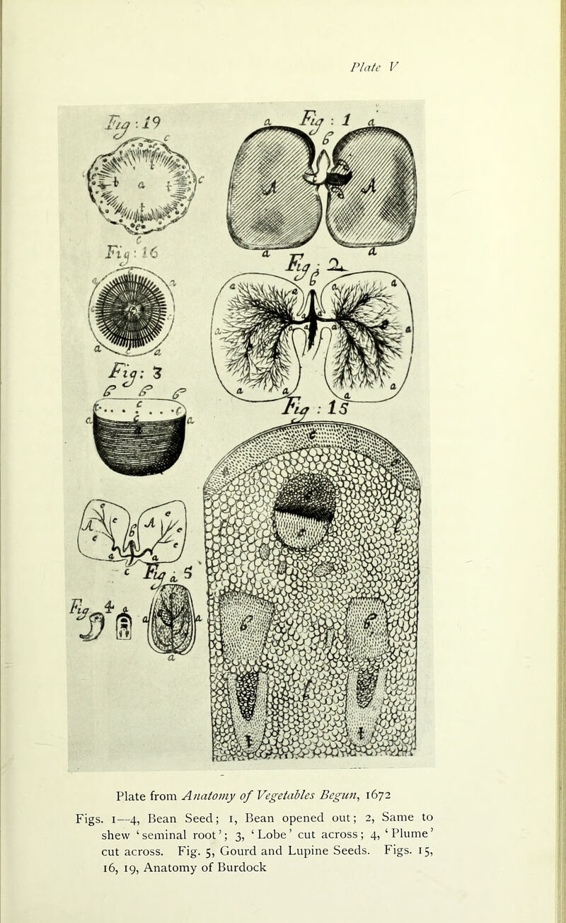 Plate from Anatomy of Vegetables Begun, 1672 Figs. 1—4, Bean Seed; 1, Bean opened out; 2, Same to shew ‘seminal root’; 3, ‘Lobe’ cut across; 4, ‘Plume’ cut across. Fig. 5, Gourd and Lupine Seeds. Figs. 15, 16, 19, Anatomy of Burdock