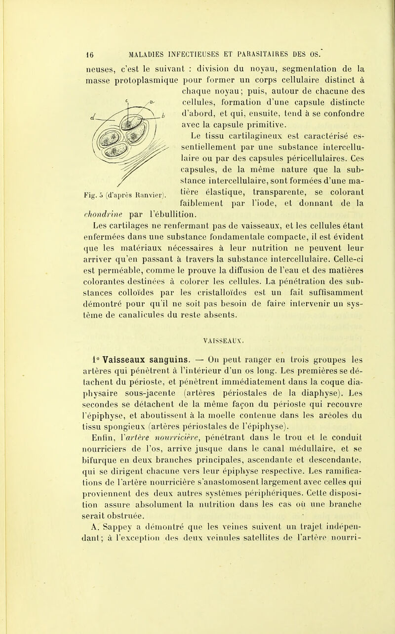 neuses, c'est le suivant : division du noyau, segmentation de la masse protoplasmique pour former un corps cellulaire distinct à chaque noyau; puis, autour de chacune des cellules, formation d'une capsule distincte d'abord, et qui, ensuite, tend à se confondre avec la capsule primitive. Le tissu cartilagineux est caractérisé es- sentiellement par une substance intercellu- laire ou par des capsules péricellulaires. Ces capsules, de la même nature que la sub- stance intercellulaire, sont formées d'une ma- tière élastique, transparente, se colorant faiblement par l'iode, et donnant de la chondrine par l'ébullition. Les cartilages ne renfermant pas de vaisseaux, et les cellules étant enfermées dans une substance fondamentale compacte, il est évident que les matériaux nécessaires à leur nutrition ne peuvent leur arriver qu'en passant à travers la substance intercellulaire. Celle-ci est perméable, comme le prouve la diffusion de l'eau et des matières colorantes destinées à colorer les cellules. La pénétration des sub- stances colloïdes par les cristalloïdes est un fait suffisamment démontré pour qu'il ne soit pas besoin de faire intervenir un sys- tème de canalicules du reste absents. Fig. 5 (d'après Ranvier) VAISSEAUX. 1° Vaisseaux sanguins. — On peut ranger en trois groupes les artères qui pénètrent à i'intérieur d'un os long. Les premières se dé- tachent du périoste, et pénètrent immédiatement dans la coque dia- pbysaire sous-jacente (artères périostales de la diaphyse). Les secondes se détachent de la même façon du périoste qui recouvre l'épiphyse, et aboutissent à la moelle contenue dans les aréoles du tissu spongieux (artères périostales de l'épiphyse). Enfin, V artère nourricière, pénétrant dans le trou et le conduit nourriciers de l'os, arrive jusque dans le canal médullaire, et se bifurque en deux branches principales, ascendante et descendante, qui se dirigent chacune vers leur épiphyse respective. Les ramifica- tions de l'artère nourricière s'anastomosent largement avec celles qui proviennent des deux autres systèmes périphériques. Cette disposi- tion assure absolument la nutrition dans les cas où une branche serait obstruée. A. Sappey a démontré que les veines suivent un trajet indépen- dant ; à l'exception des deux veinules satellites de l'artère nourri-