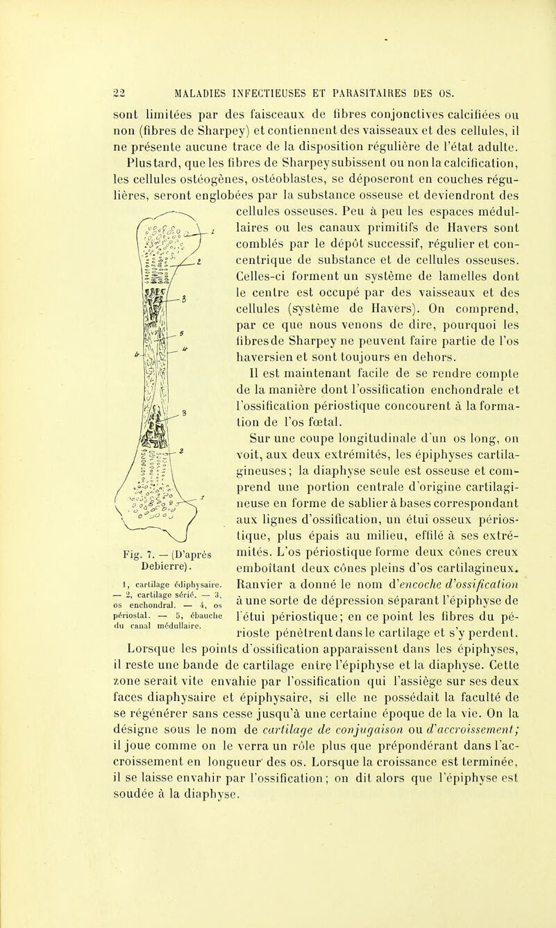 sont limitées par des faisceaux de fibres conjonctives calcifiées ou non (fibres de Sharpey) et contiennent des vaisseaux et des cellules, il ne présente aucune trace de la disposition régulière de l'état adulte. Plus tard, que les fibres de Sharpey subissent ou non la calcification, les cellules ostéogènes, ostéoblastes, se déposeront en couches régu- lières, seront englobées par la substance osseuse et deviendront des cellules osseuses. Peu à peu les espaces médul- laires ou les canaux primitifs de Havers sont comblés par le dépôt successif, régulier et con- centrique de substance et de cellules osseuses. Celles-ci forment un système de lamelles dont le centre est occupé par des vaisseaux et des cellules (système de Havers). On comprend, par ce que nous venons de dire, pourquoi les libres de Sharpey ne peuvent faire partie de l'os haversien et sont toujours en dehors. Il est maintenant facile de se rendre compte de la manière dont l'ossification enchondrale et l'ossification périostique concourent à la forma- tion de l'os fœtal. Sur une coupe longitudinale d'un os long, on voit, aux deux extrémités, les épiphyses cartila- gineuses ; la diaphyse seule est osseuse et com- prend une portion centrale d'origine cartilagi- neuse en forme de sablier à bases correspondant aux lignes d'ossification, un étui osseux périos- tique, plus épais au milieu, effilé à ses extré- mités. L'os périostique forme deux cônes creux emboîtant deux cônes pleins d'os cartilagineux. Ranvier a donné le nom d'encoche d'ossification à une sorte de dépression séparant l'épiphyse de l'étui périostique; en ce point les fibres du pé- rioste pénètrent dans le cartilage et s'y perdent. Lorsque les points d'ossification apparaissent dans les épiphyses, il reste une bande de cartilage entre l'épiphyse et la diaphyse. Cette zone serait vite envahie par l'ossification qui l'assiège sur ses deux faces diaphysaire et épiphysaire, si elle ne possédait la faculté de se régénérer sans cesse jusqu'à une certaine époque de la vie. On la désigne sous le nom de cartilage de conjugaison ou d'accroissement ; il joue comme on le verra un rôle plus que prépondérant dans l'ac- croissement en longueur' des os. Lorsque la croissance est terminée, il se laisse envahir par l'ossification ; on dit alors que l'épiphyse est soudée à la diaphyse. Fig. 7. — (D'après Debierre). 1, cartilage édiphysaire. — 2, cartilage sérié. — 3, os encliondral. — 4, os périoslal. — 5, ébauche du canal médullaire.