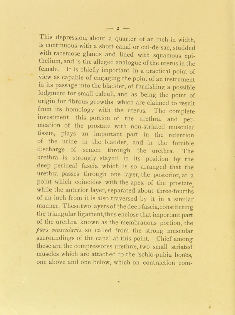 This depression, about a quarter of an inch in width, is continuous with a short canal or cul-de-sac, studded with racemose glands and lined with squamous epi- thelium, and is the alleged analogue of the uterus in the female. It is chiefly important in a practical point of view as capable of engaging the point of an instrument in its passage into the bladder, of furnishing a possible lodgment for small calculi, and as being the point of origin for fibrous growths which are claimed to result from its homology with the uterus. The complete investment this portion of the urethra, and per- meation of the prostate with non-striated muscular tissue, plays an important part in the retention of the urine in the bladder, and in the forcible discharge of semen through the urethra. The urethra is strongly stayed in its position by the deep perineal fascia which is so arranged that the urethra passes through one layer, the posterior, at a point which coincides with the apex of the prostate while the anterior layer, separated about three-fourths of an inch from it is also traversed by it in a similar manner. These two layers of the deep fascia,constituting the triangular ligament,thus enclose that important part of the urethra known as the membranous portion, the pars muscularis, so called from the strong muscular surroundings of the canal at this point. Chief among these are the compressores urethrae, two small striated muscles which are attached to the ischio-pubiq bones, one above and one below, which on contraction com-