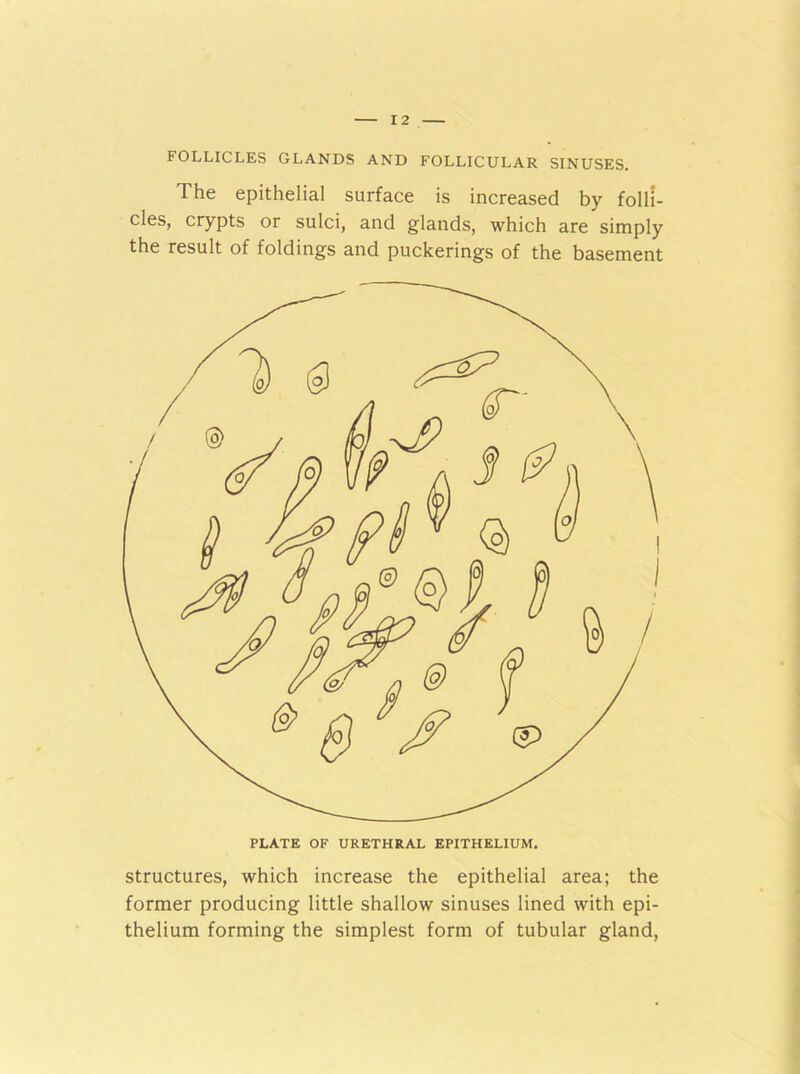 FOLLICLES GLANDS AND FOLLICULAR SINUSES. The epithelial surface is increased by folli- cles, crypts or sulci, and glands, which are simply the result of foldings and puckerings of the basement structures, which increase the epithelial area; the former producing little shallow sinuses lined with epi- thelium forming the simplest form of tubular gland,