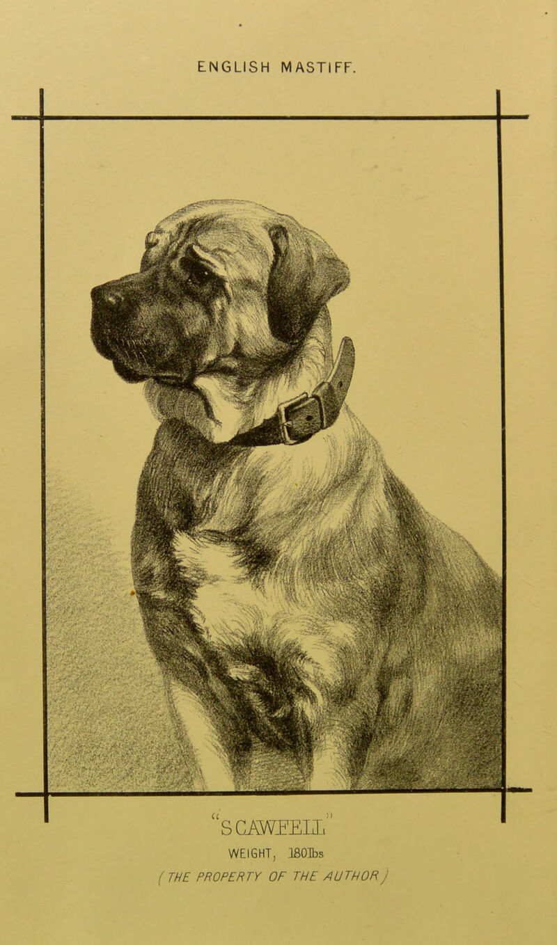 ENGLISH MASTIFF. WEIGHT, ISOIbs f THE PROPERTY OF THE AUTHOR)